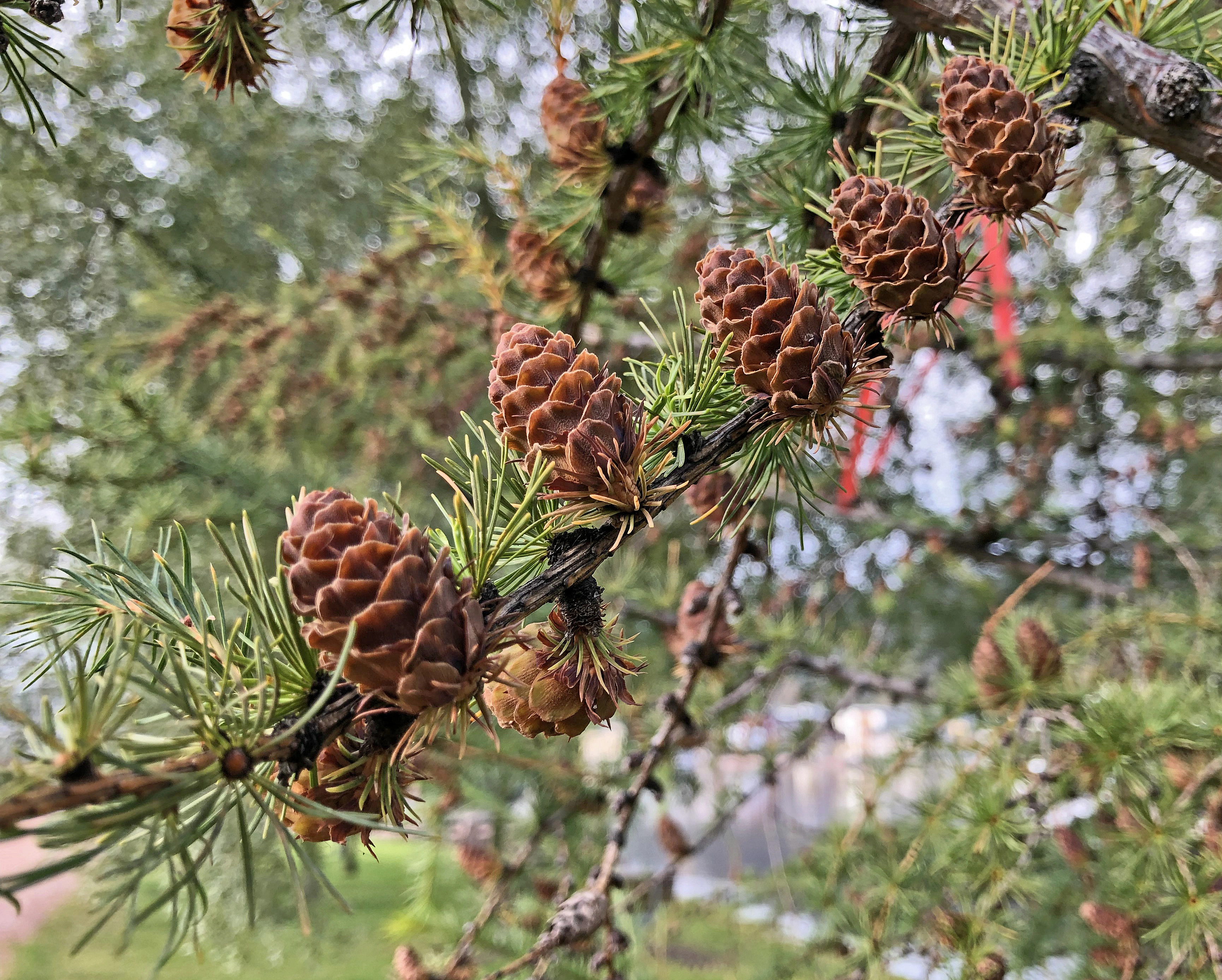 : Larix decidua.