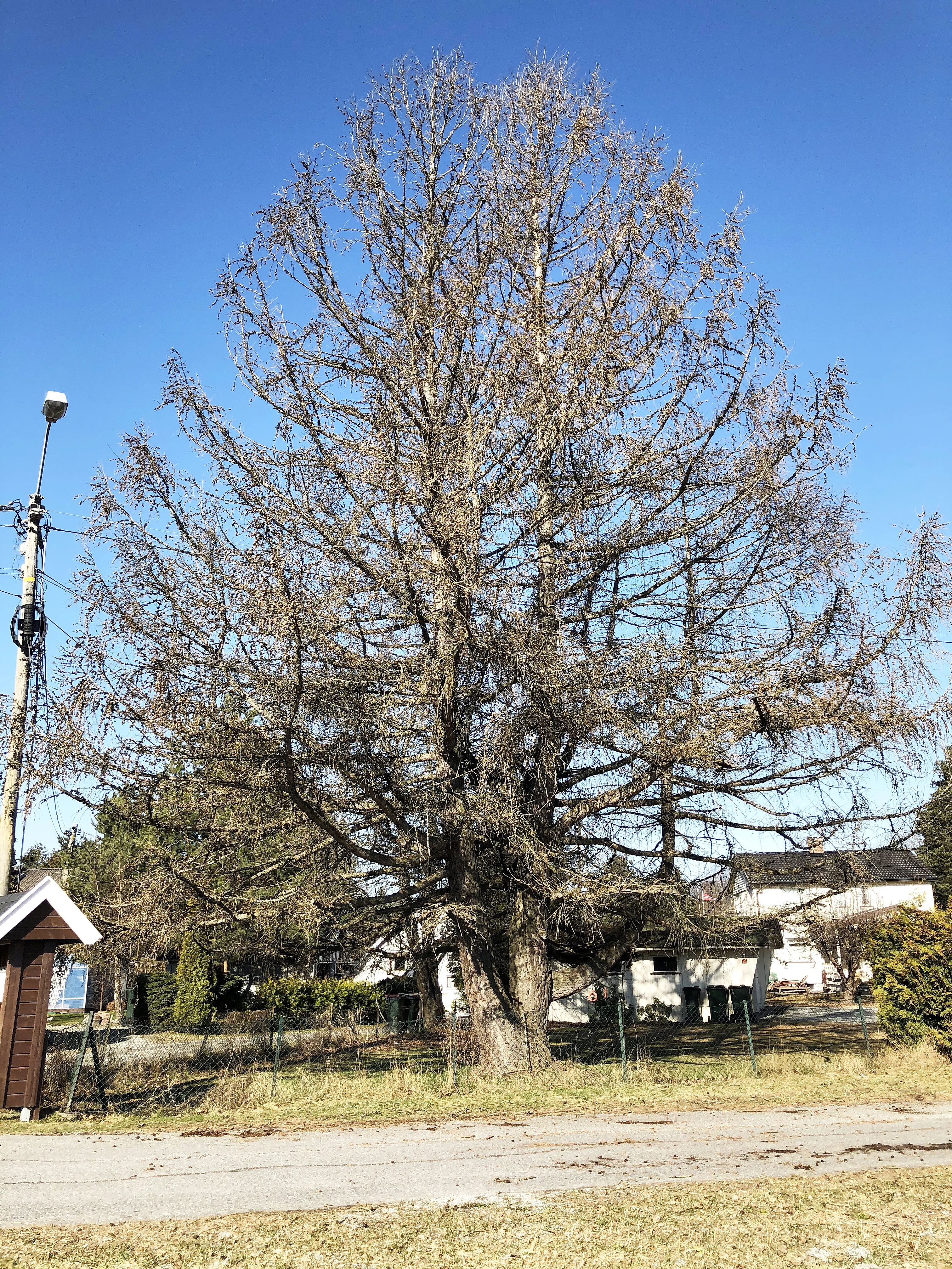 : Larix decidua.