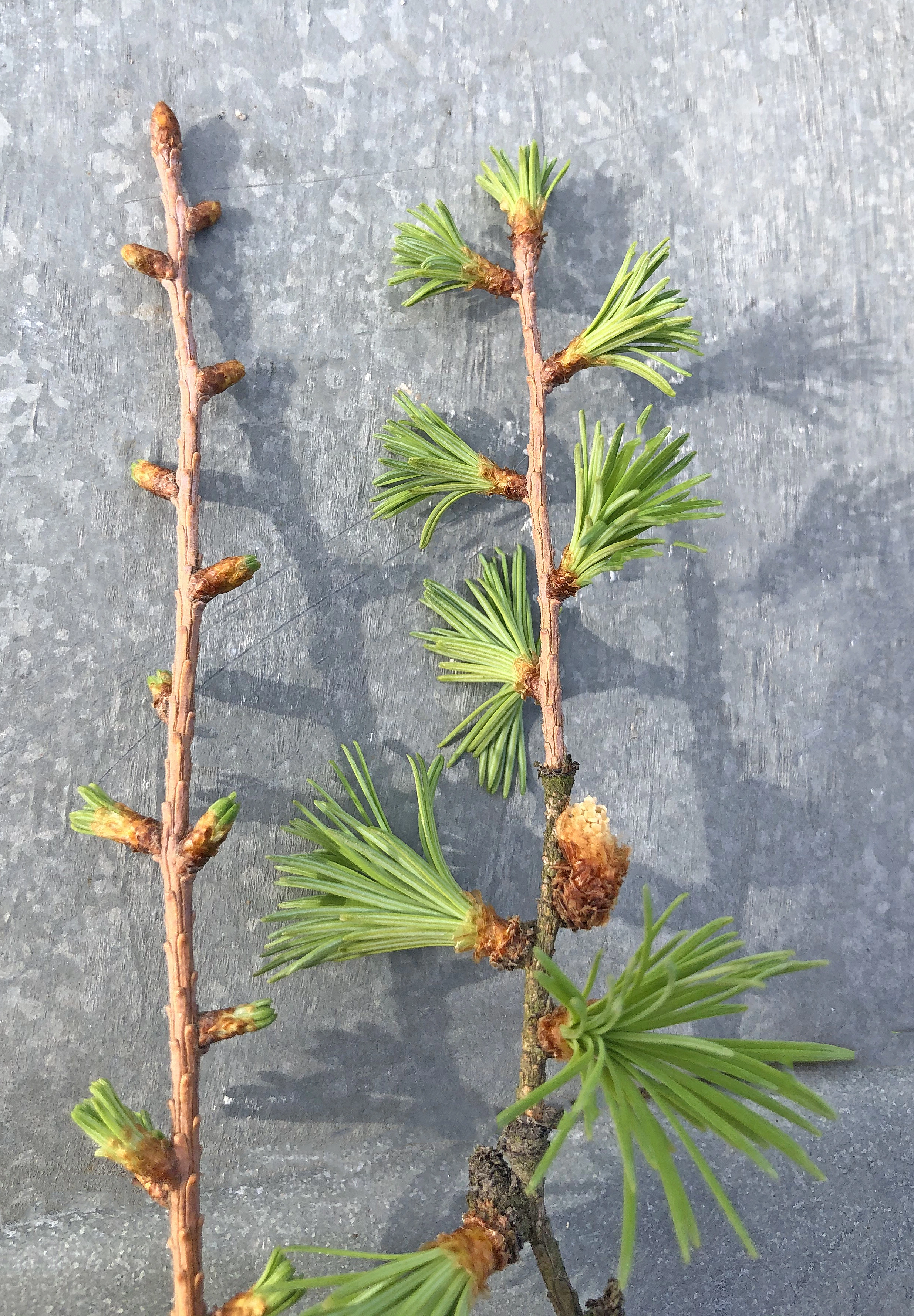 : Larix kaempferi.