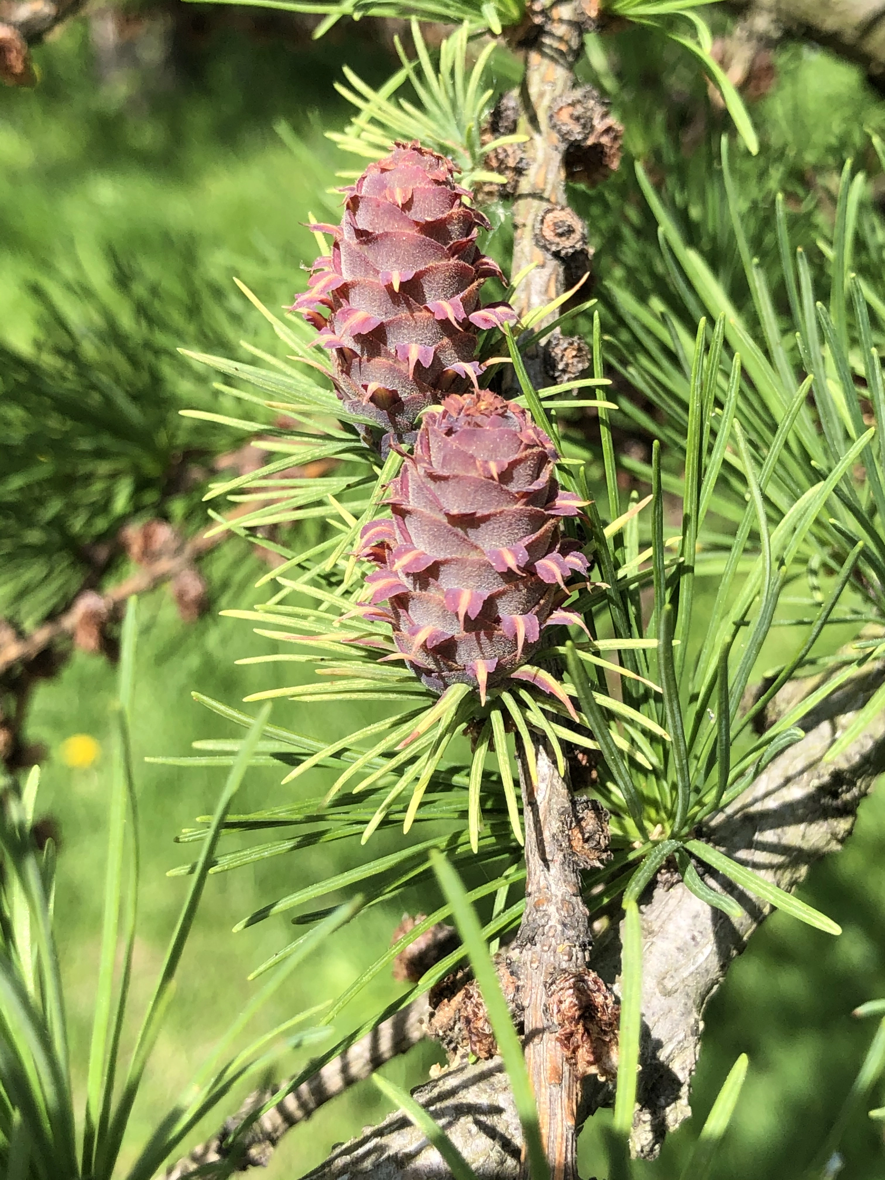 : Larix kaempferi.