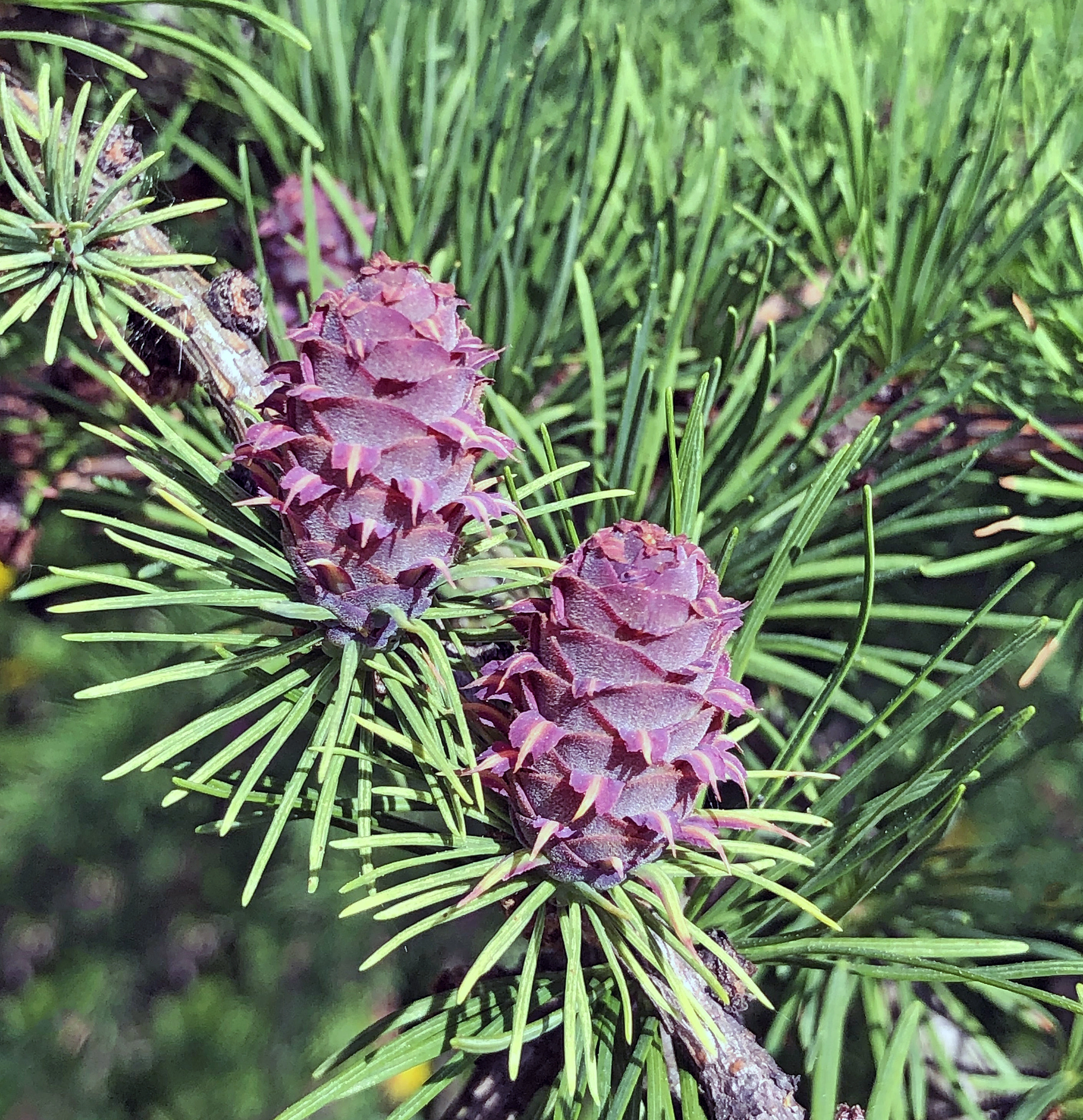 : Larix kaempferi.