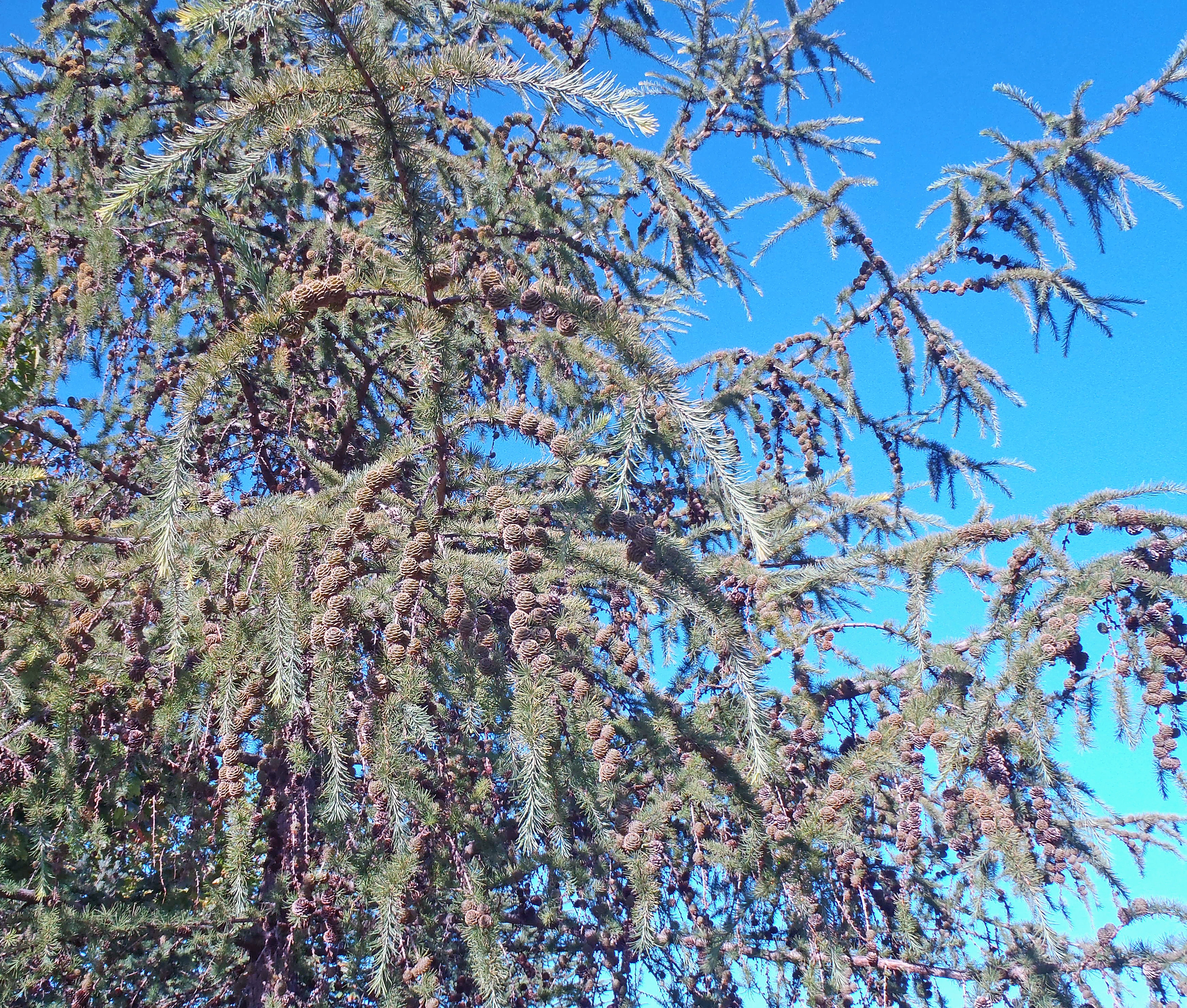 : Larix kaempferi.