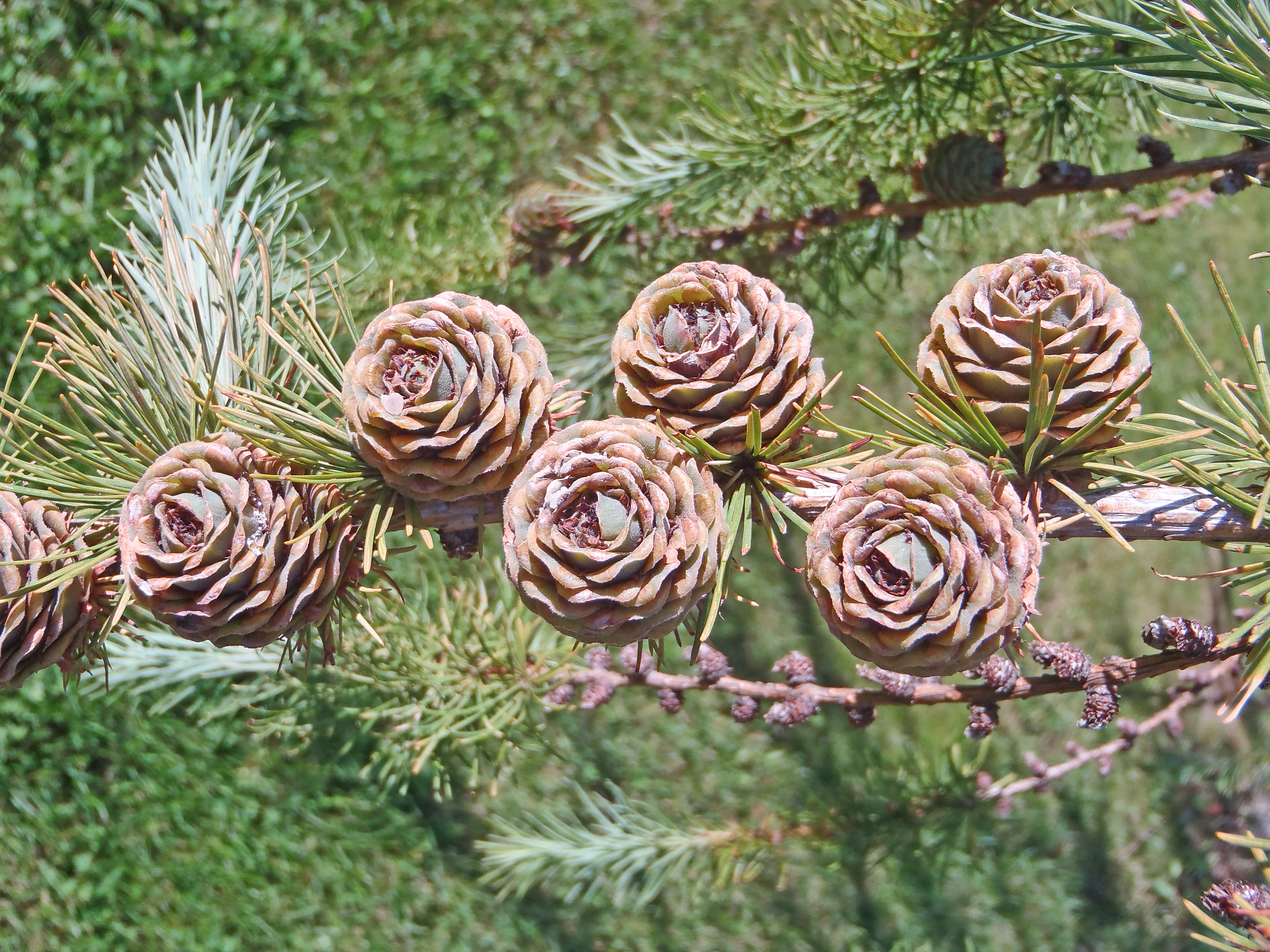 : Larix kaempferi.