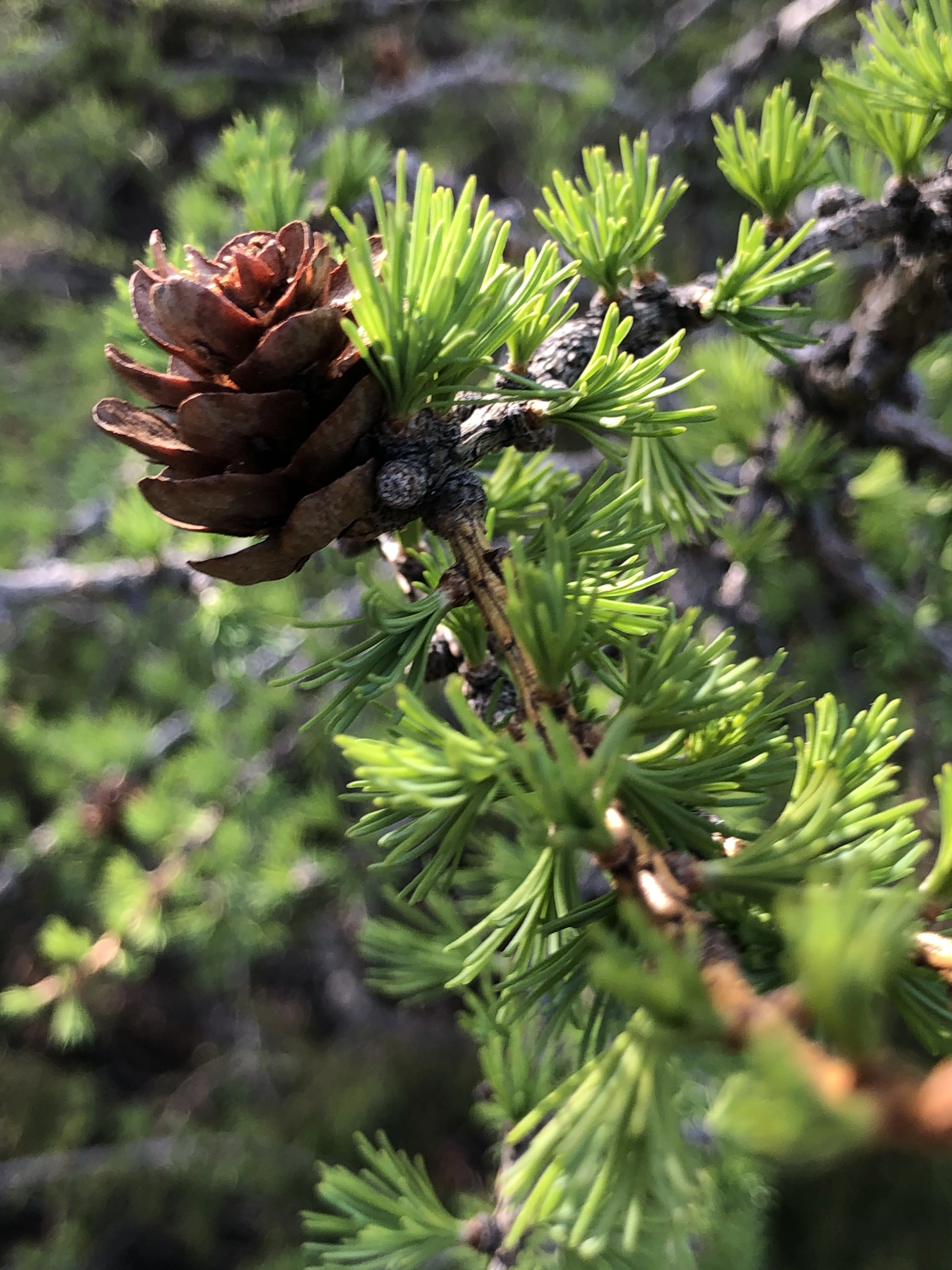 : Larix sibirica.