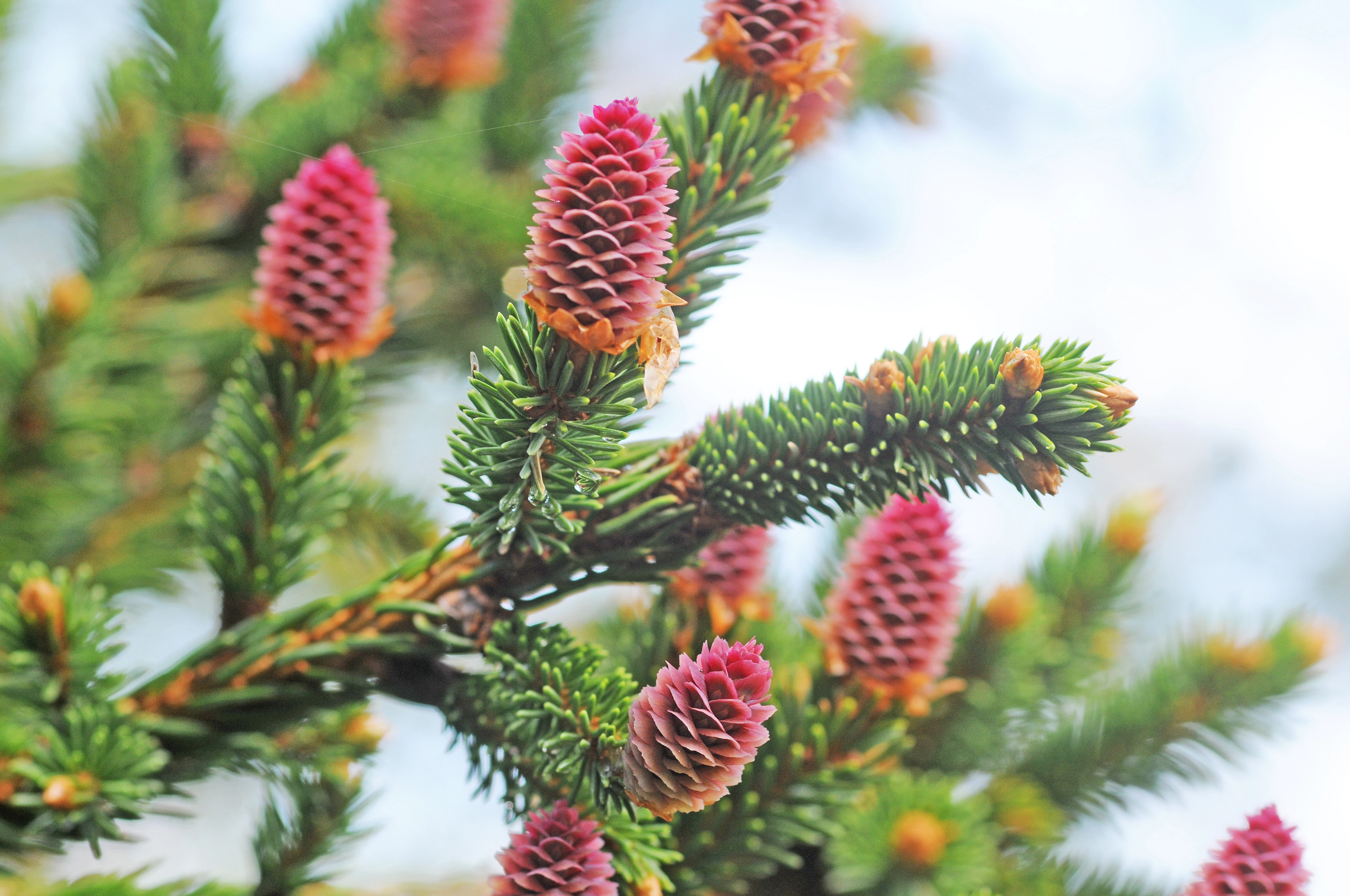 : Picea abies.