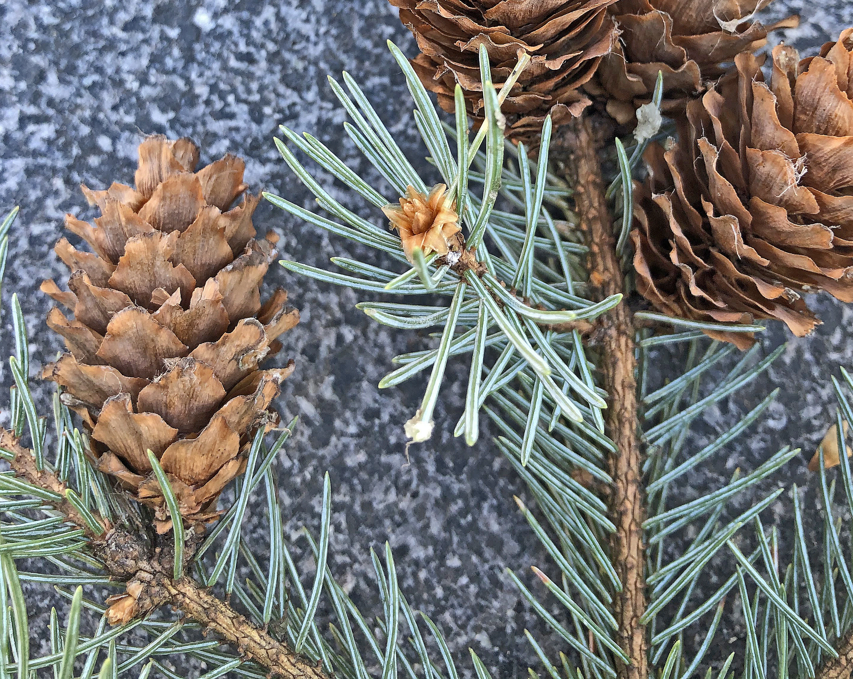 : Picea engelmannii.