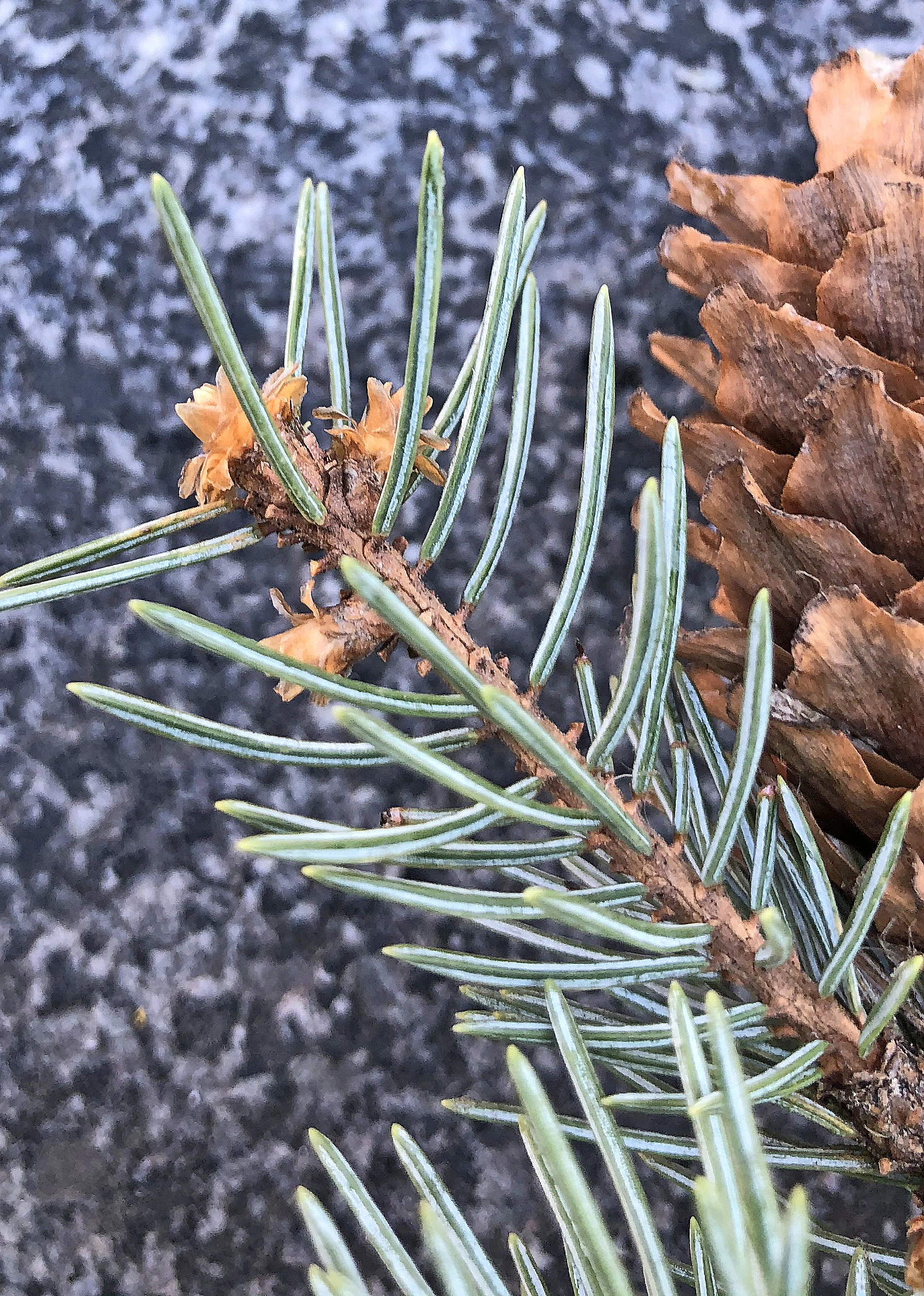 : Picea engelmannii.