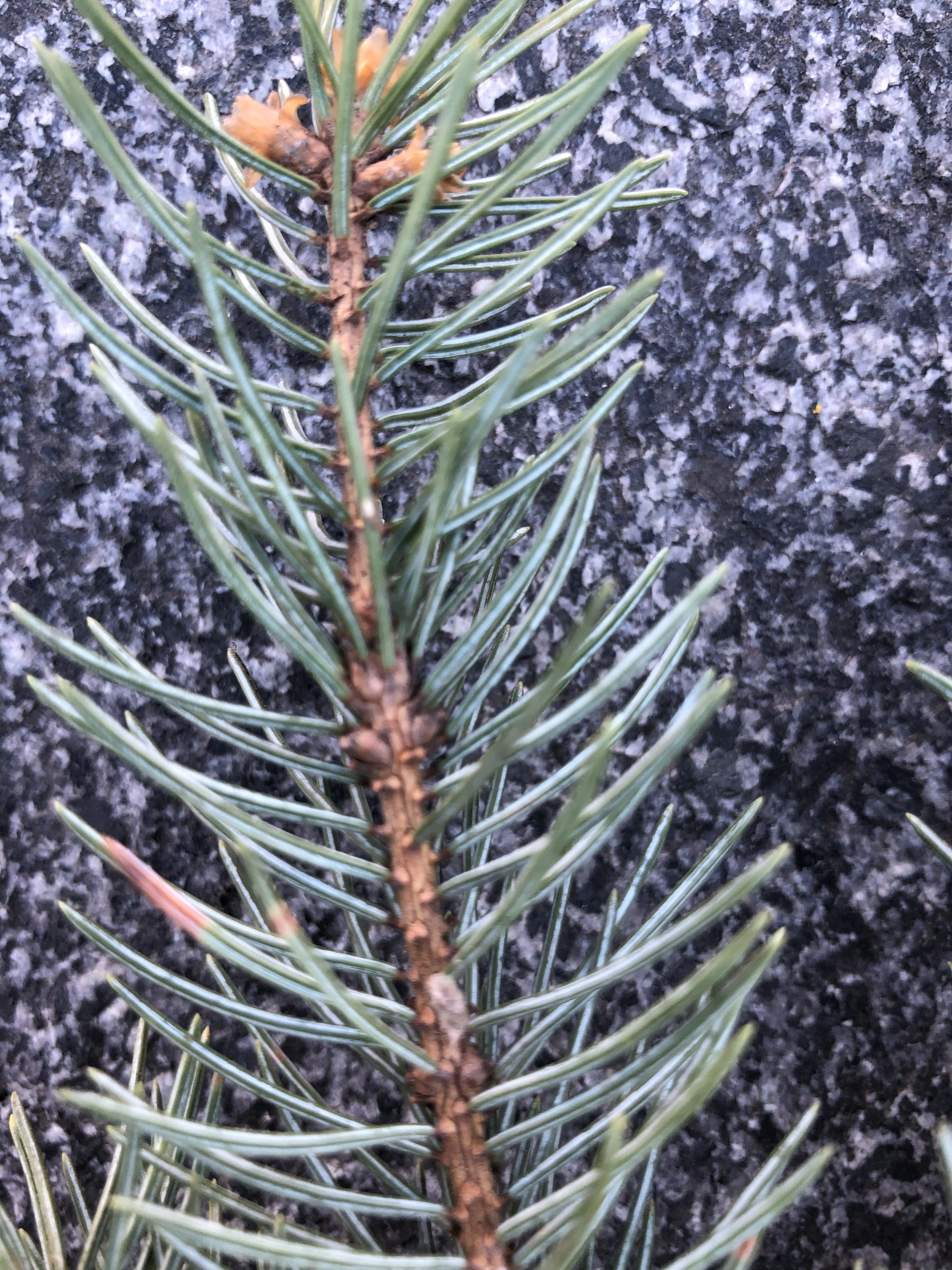 : Picea engelmannii.