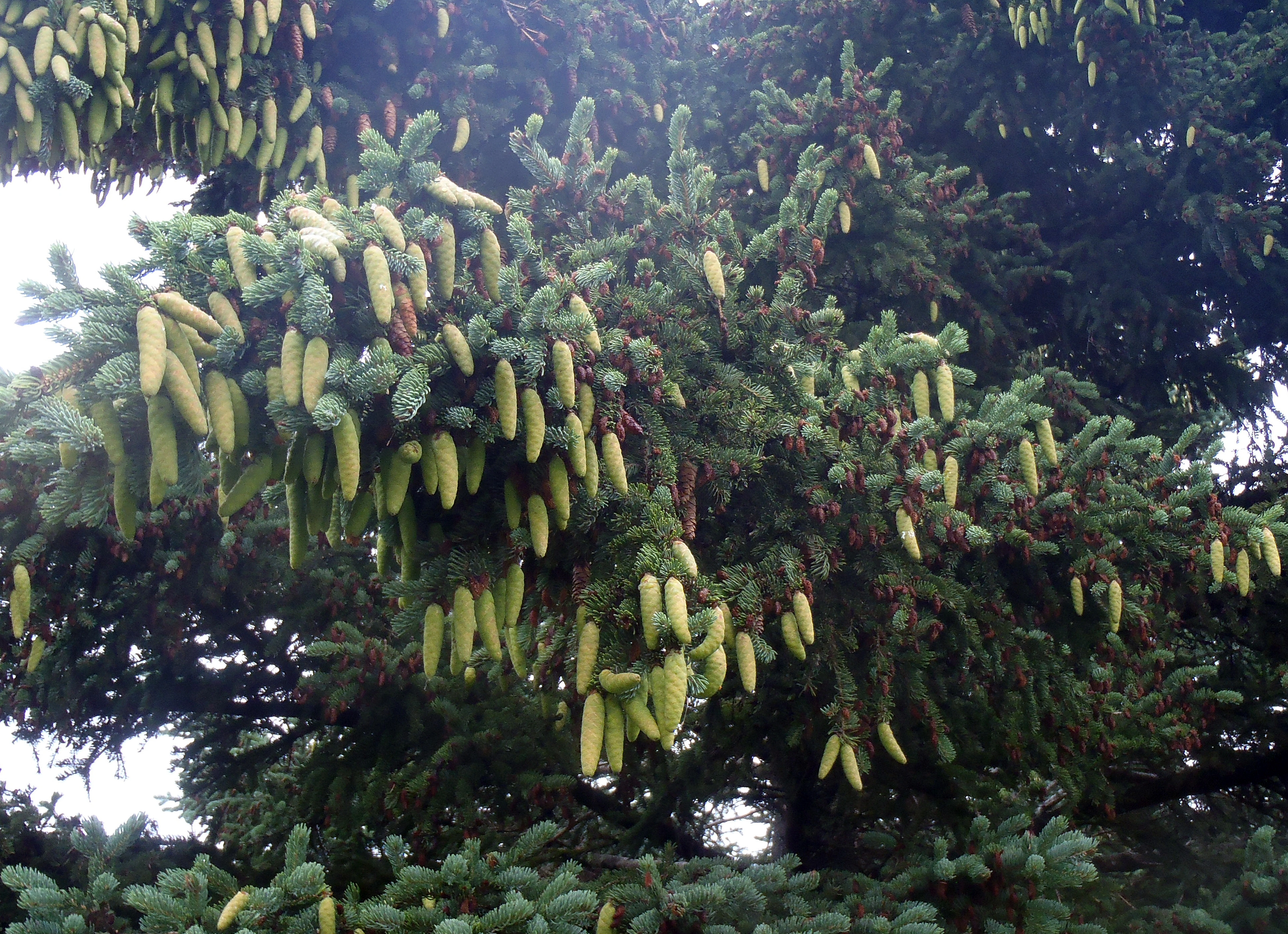 : Picea glauca.