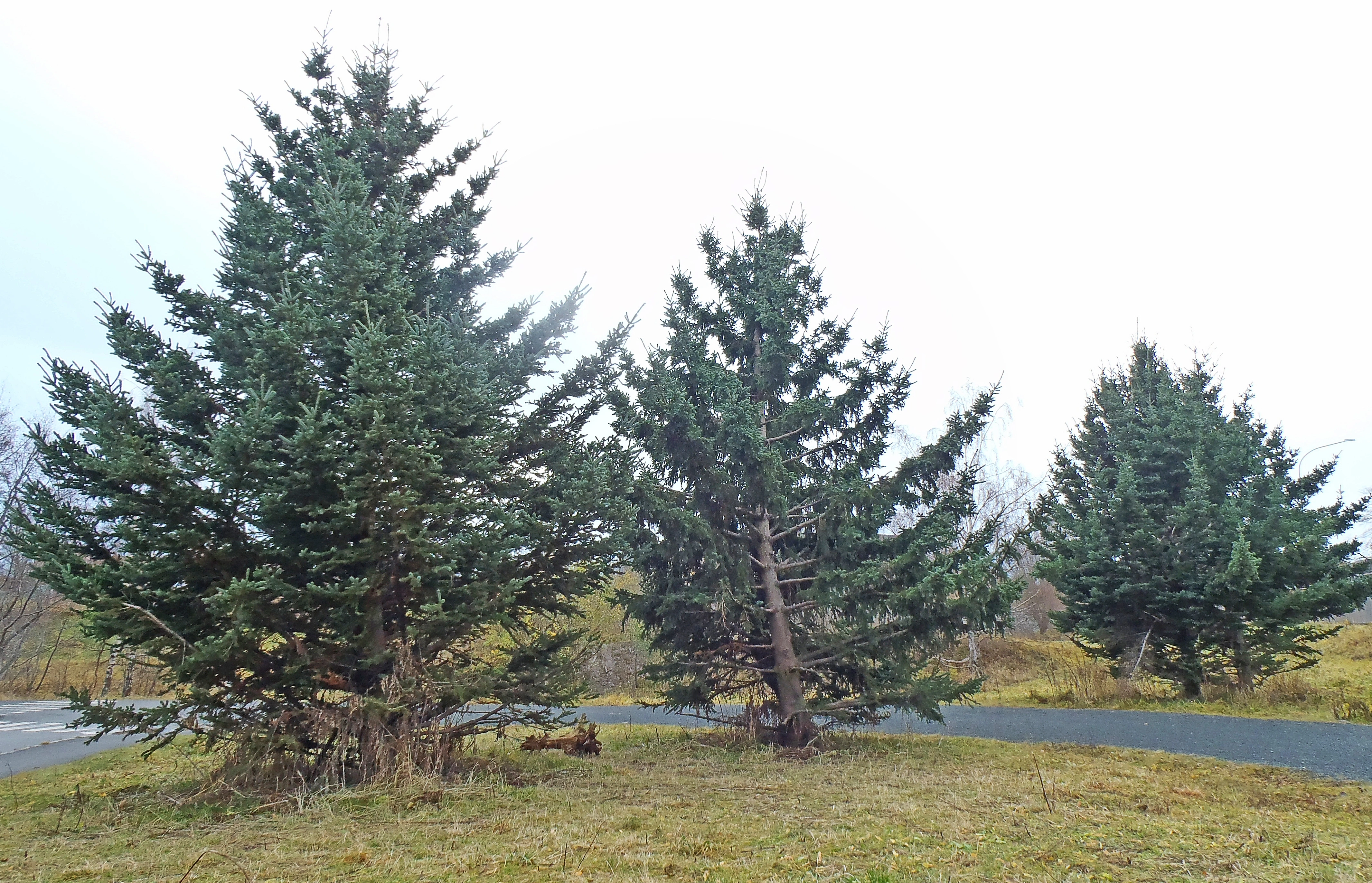 : Picea glauca.