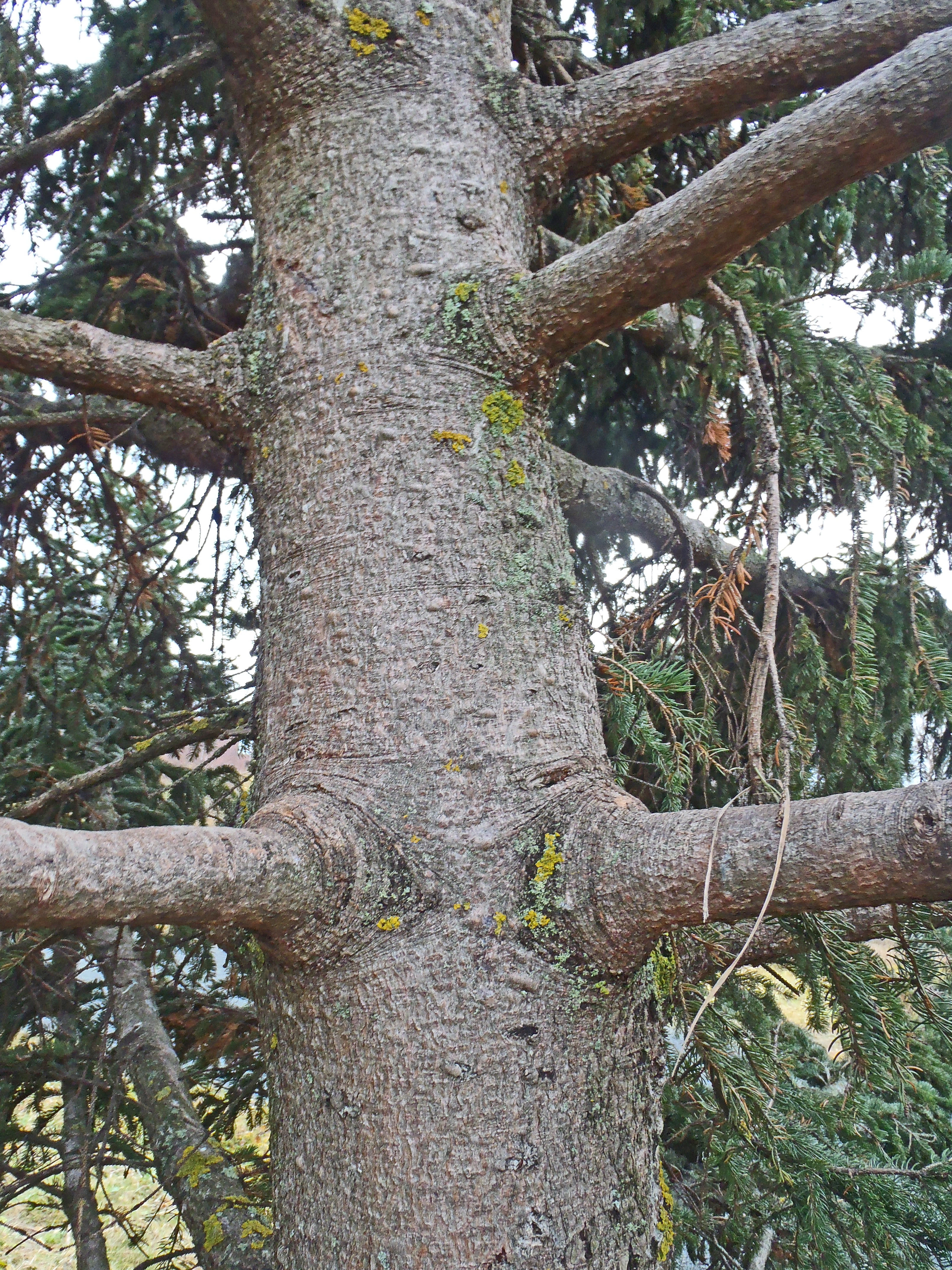 : Picea glauca.