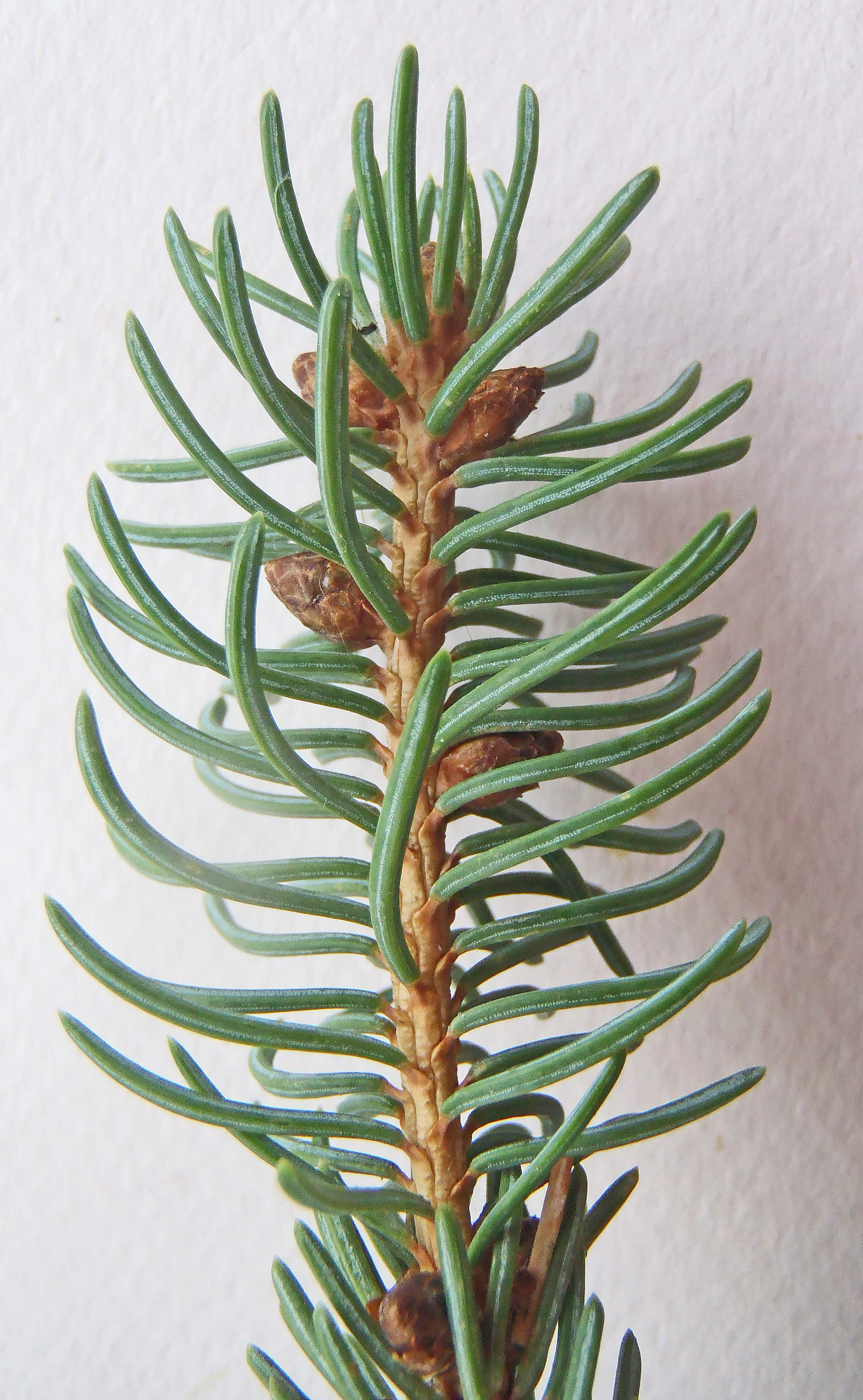 : Picea glauca.