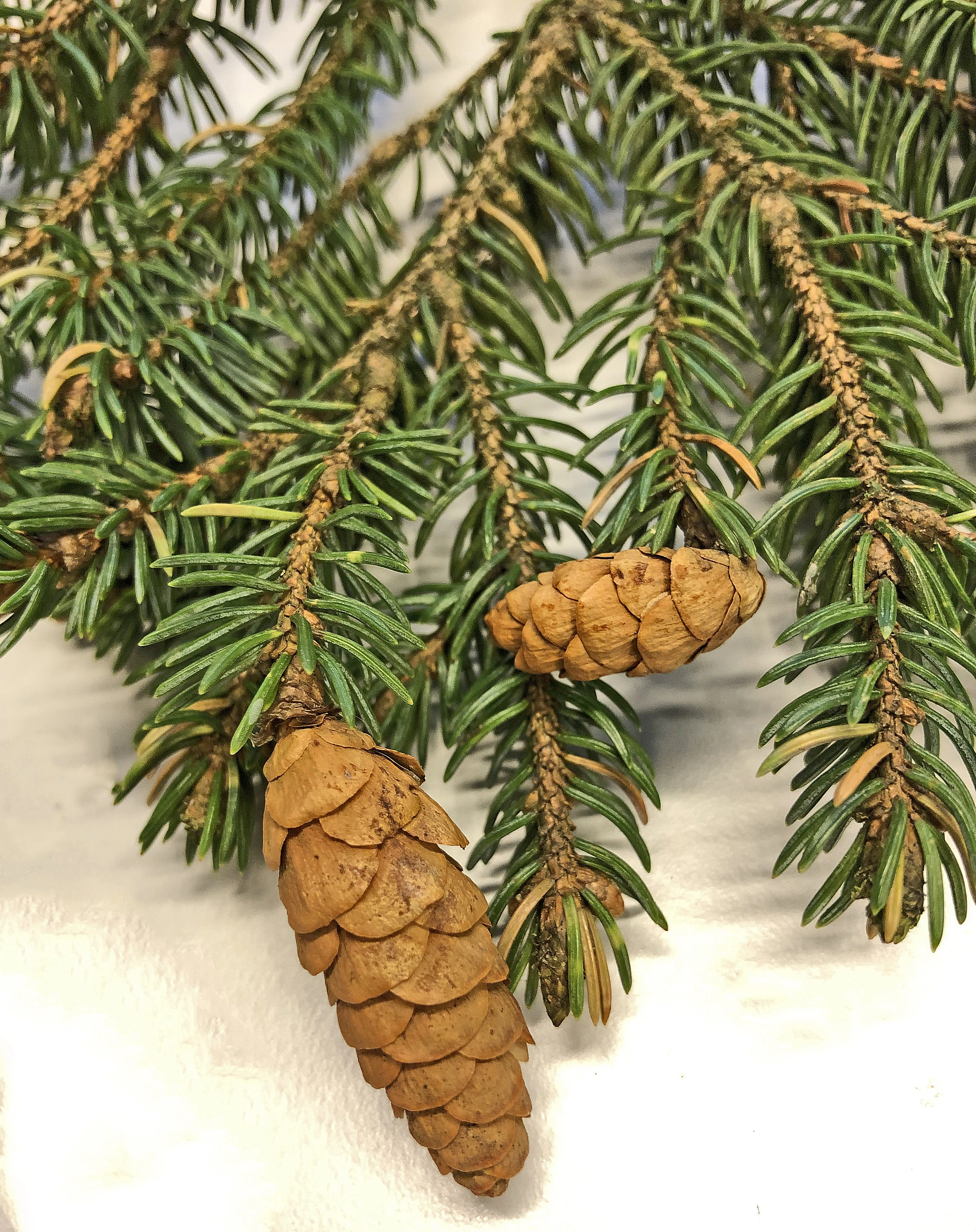 : Picea mariana.