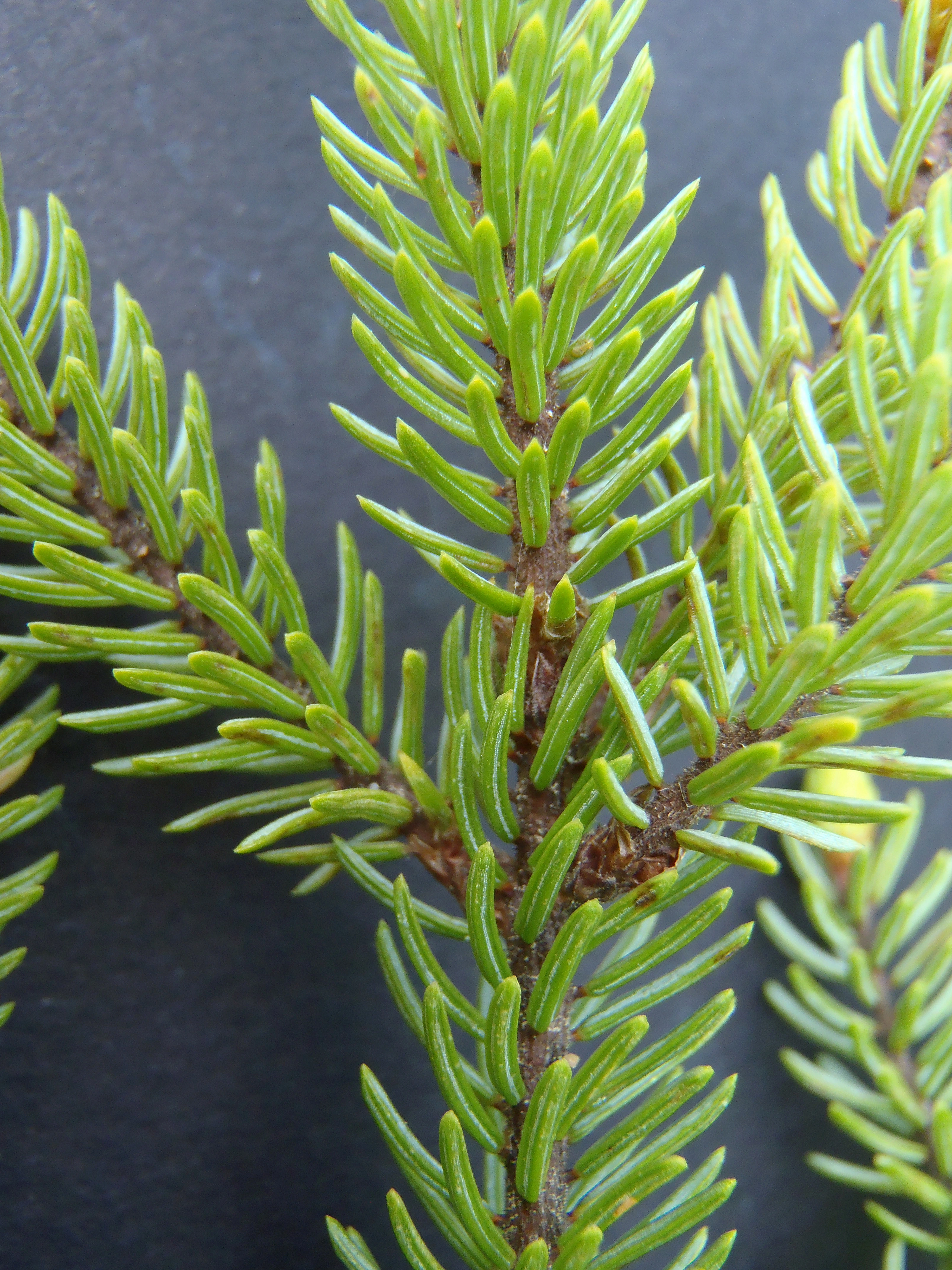 : Picea mariana.