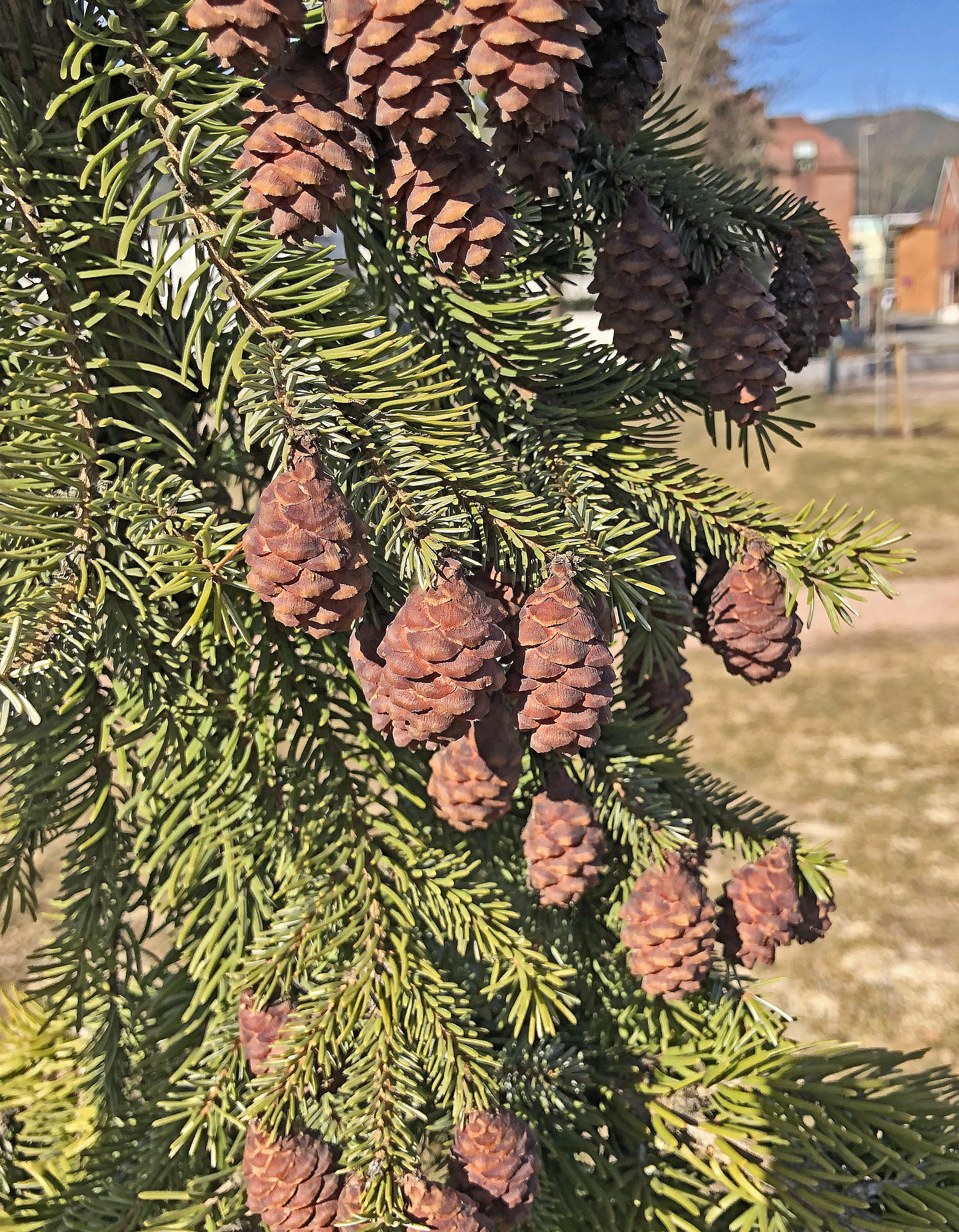 : Picea omorika.