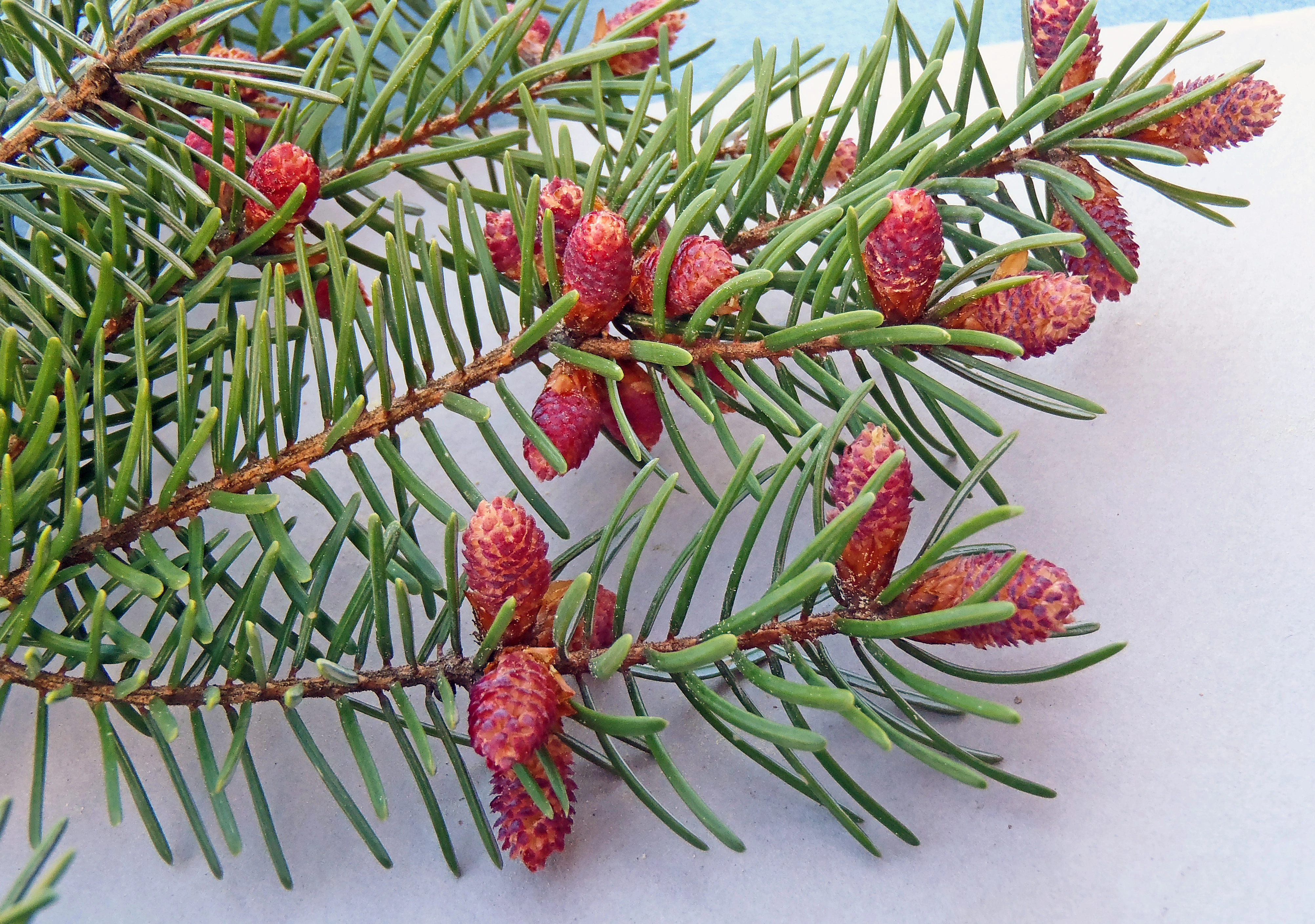 : Picea omorika.