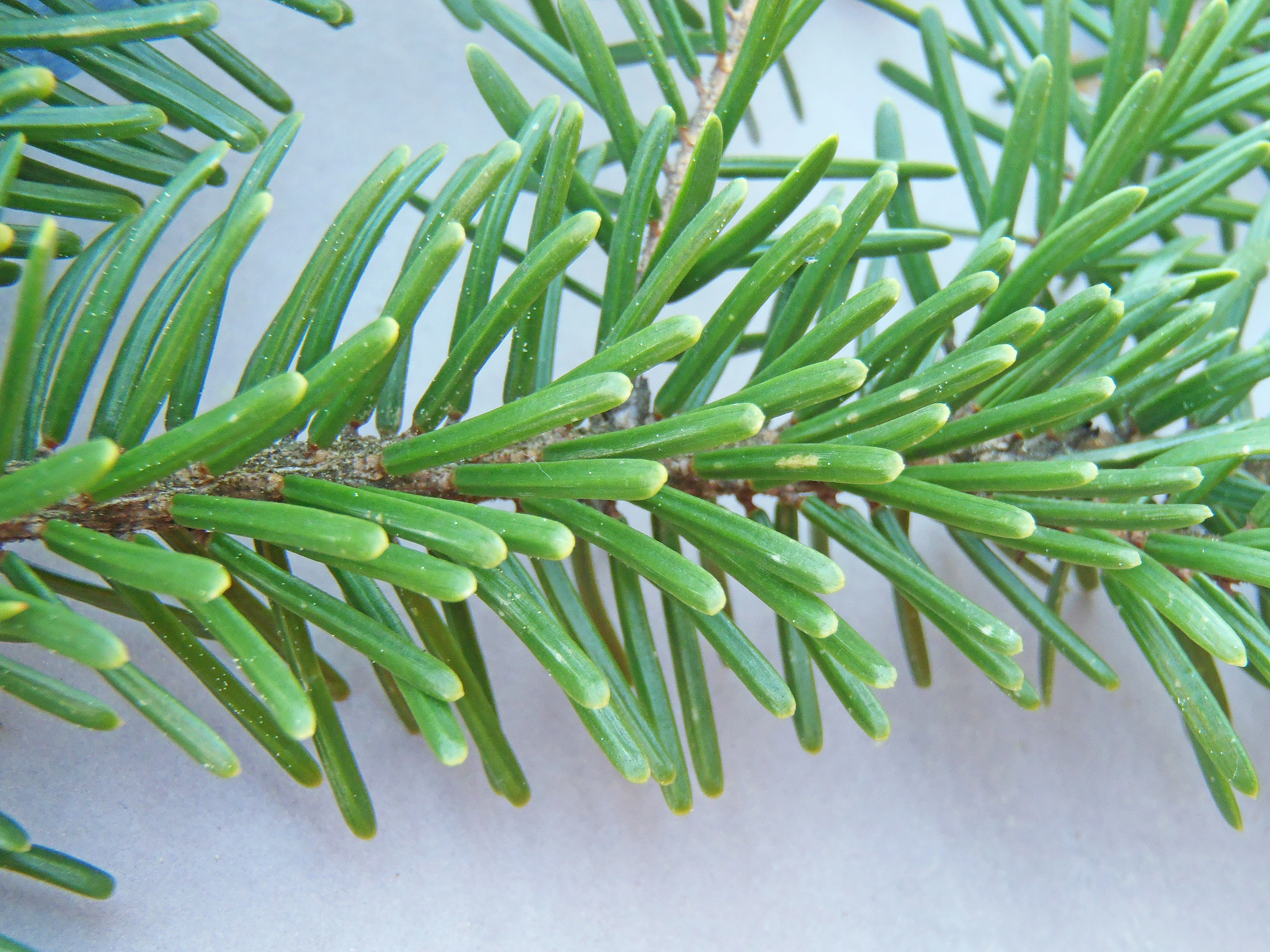 : Picea omorika.