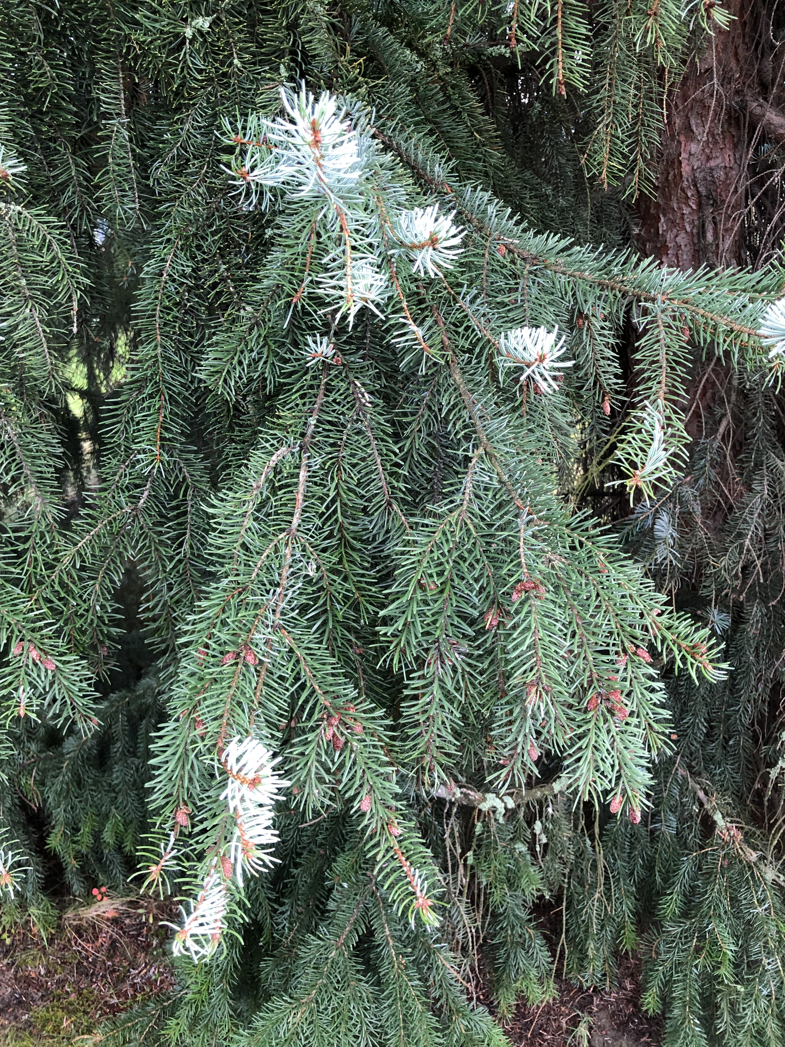 : Picea omorika.