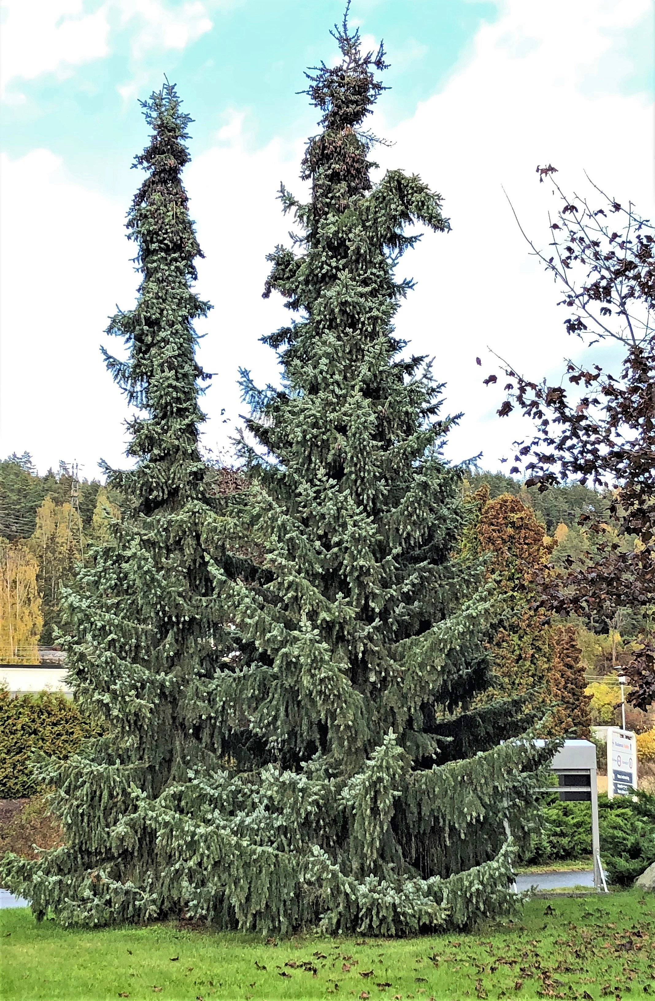 : Picea omorika.