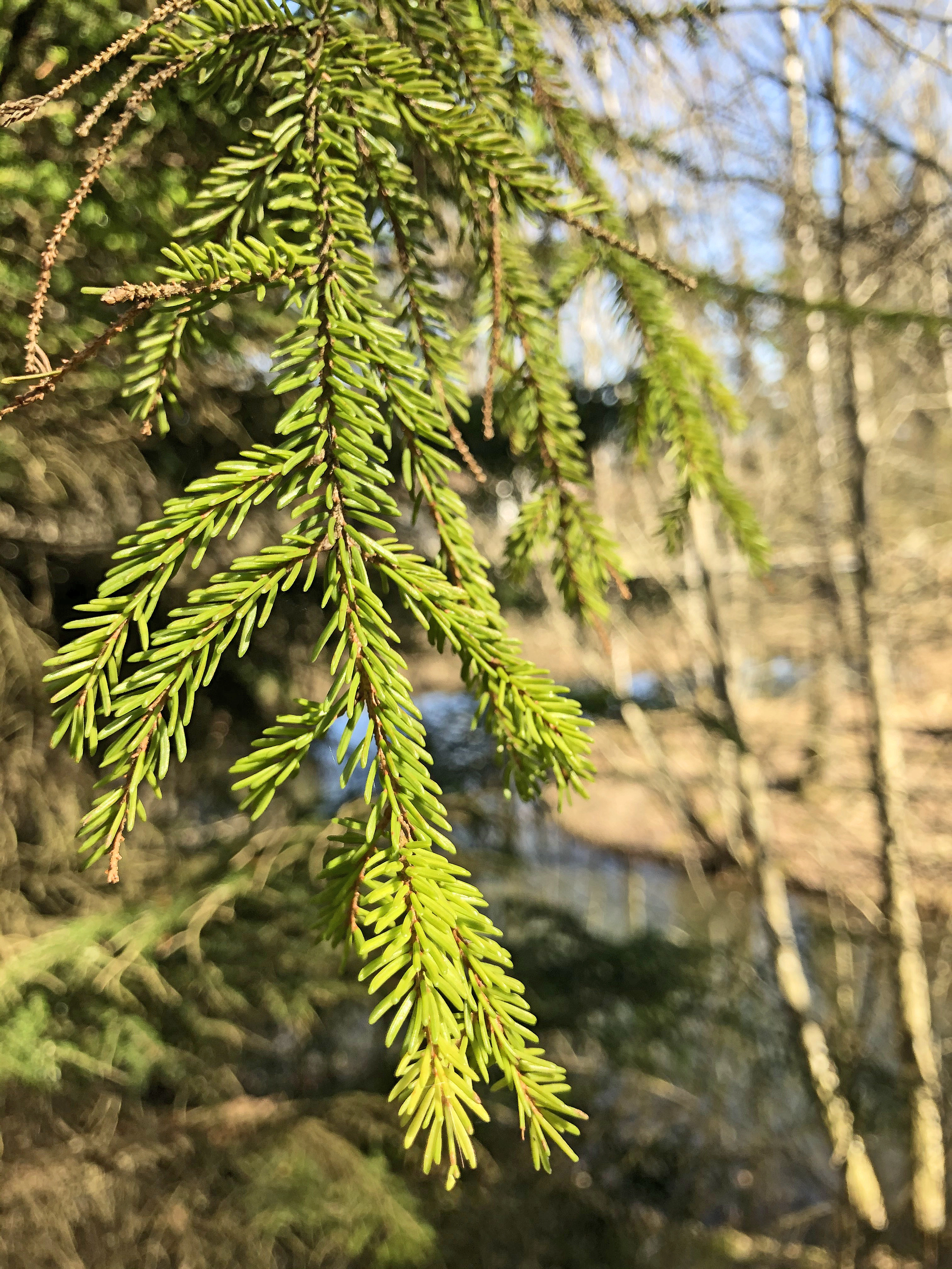 : Picea orientalis.