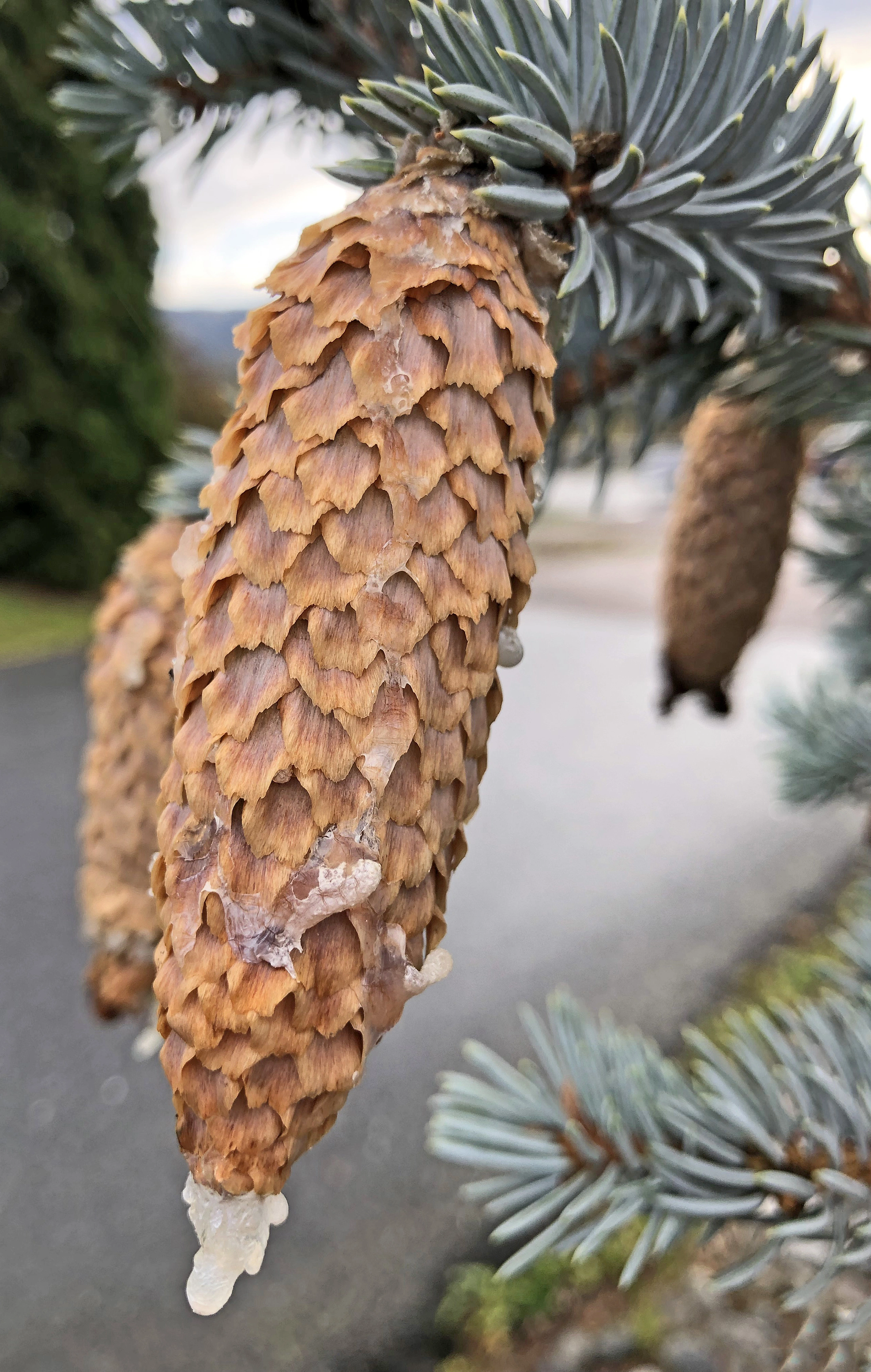 : Picea pungens.