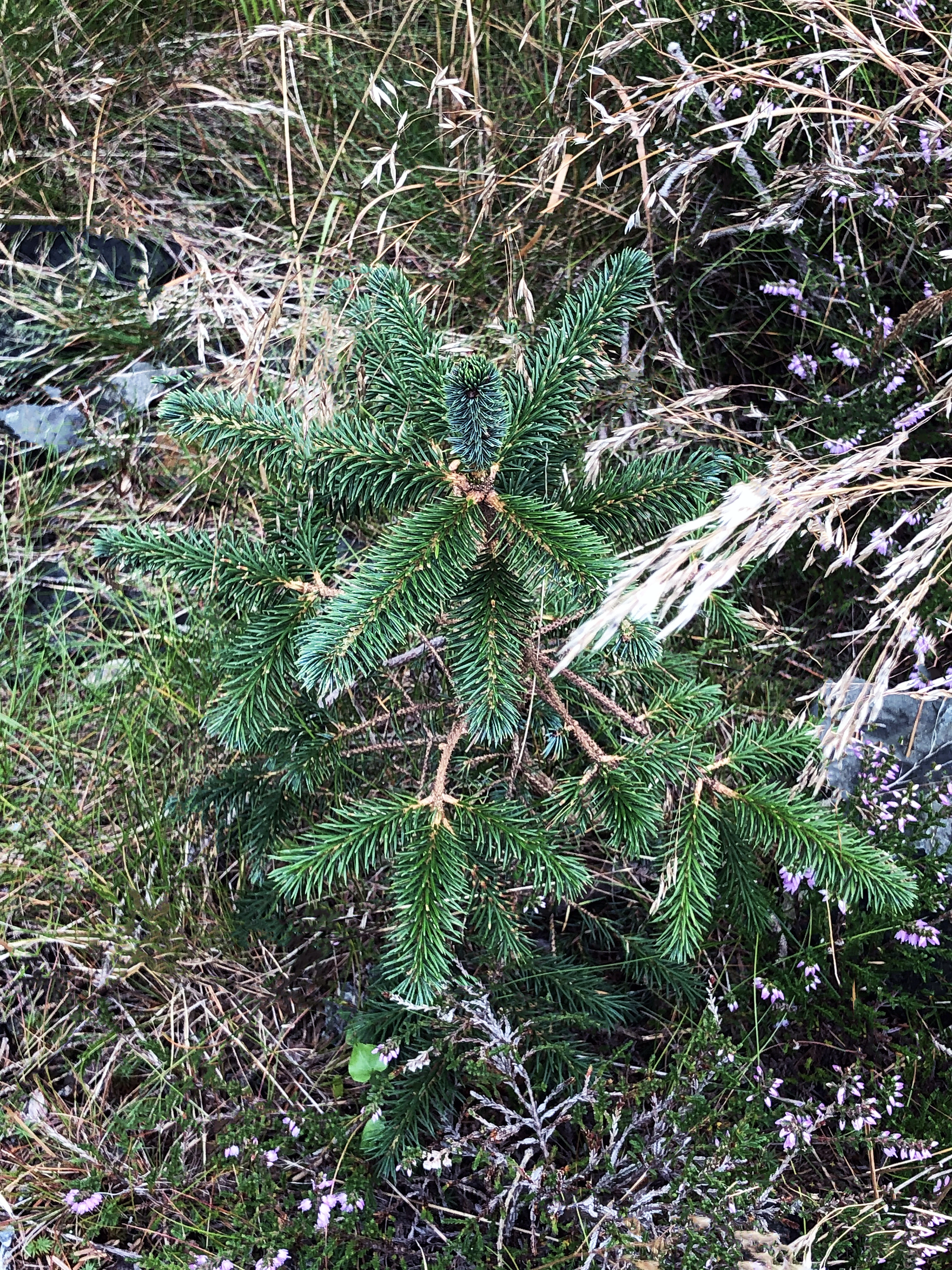 : Picea sitchensis.