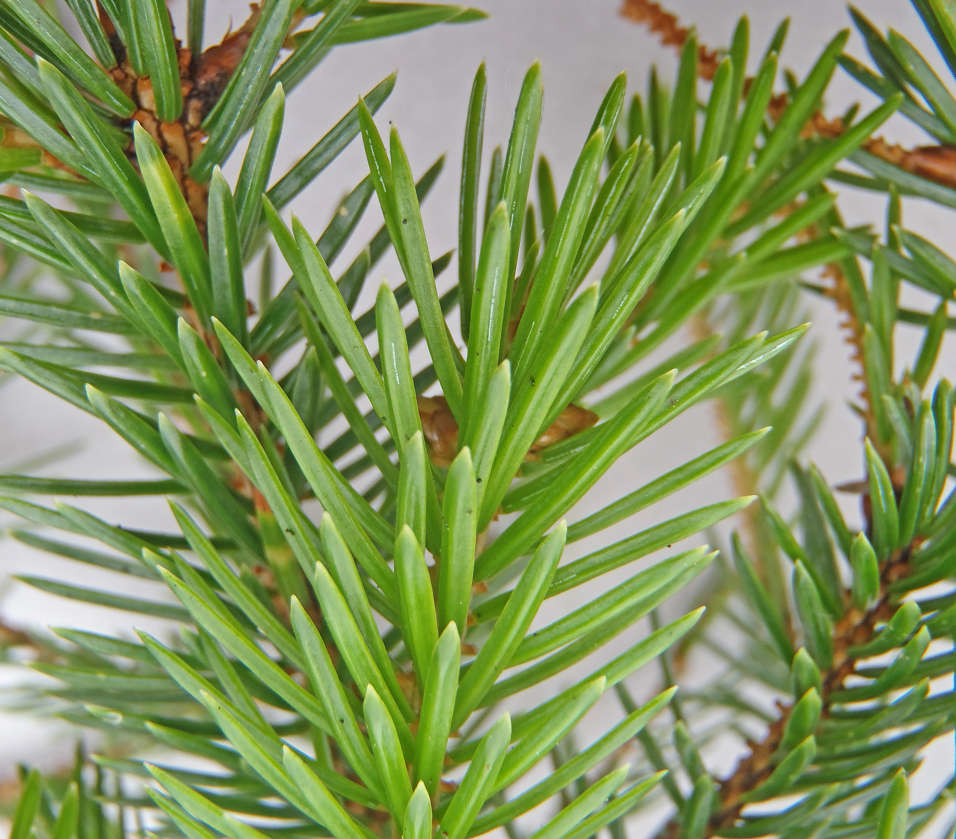 : Picea sitchensis.