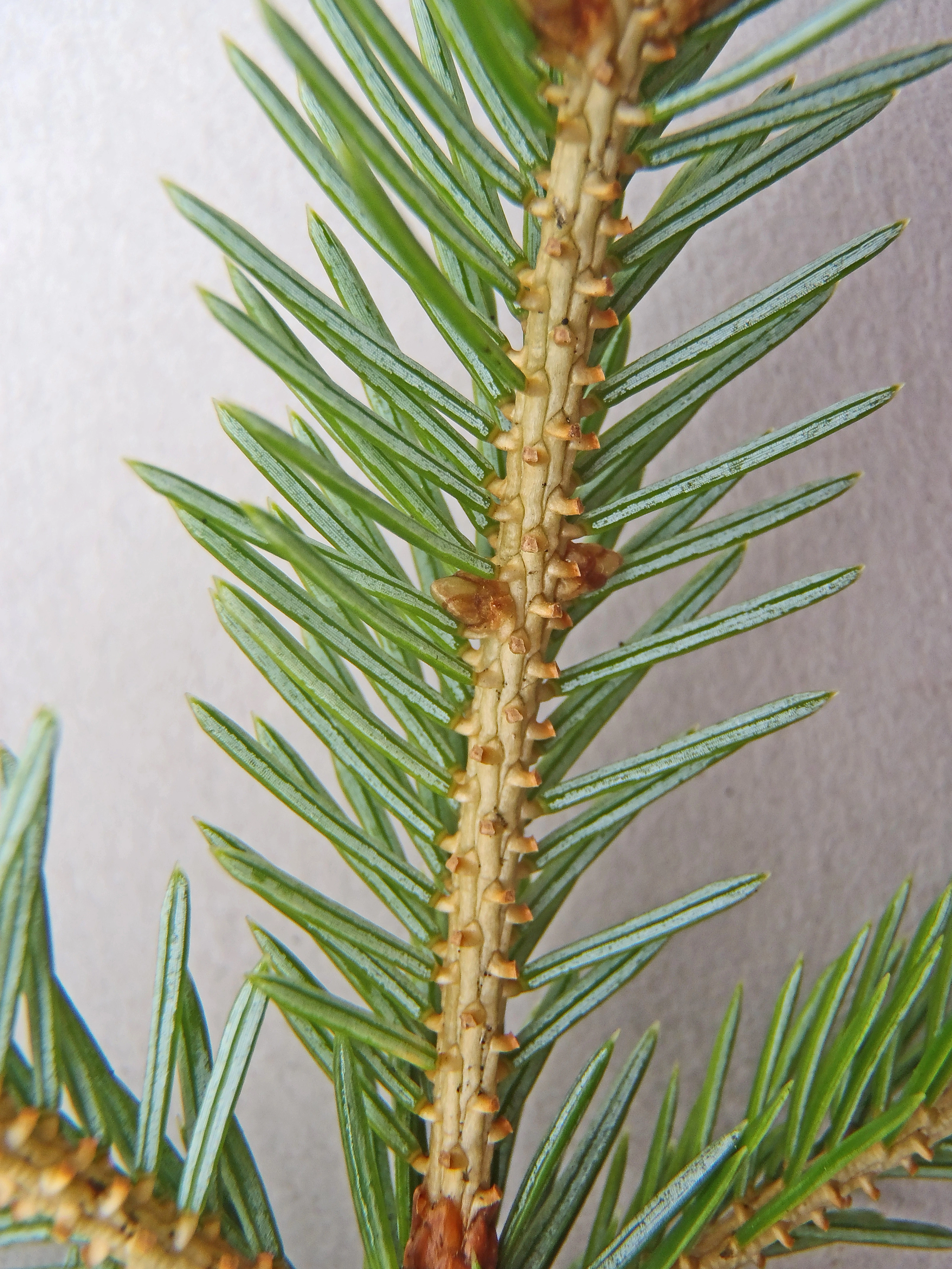 : Picea sitchensis.