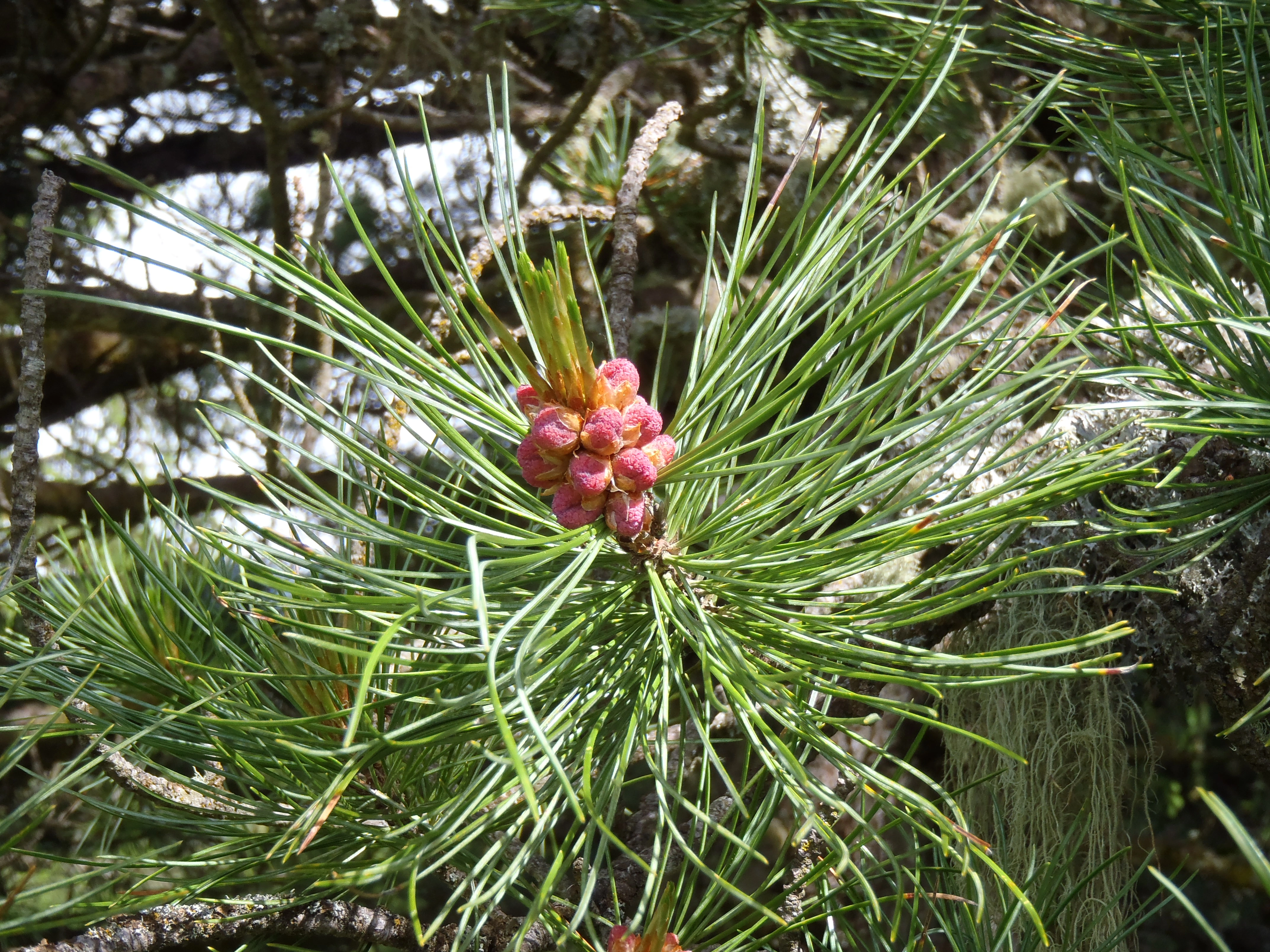 : Pinus cembra.