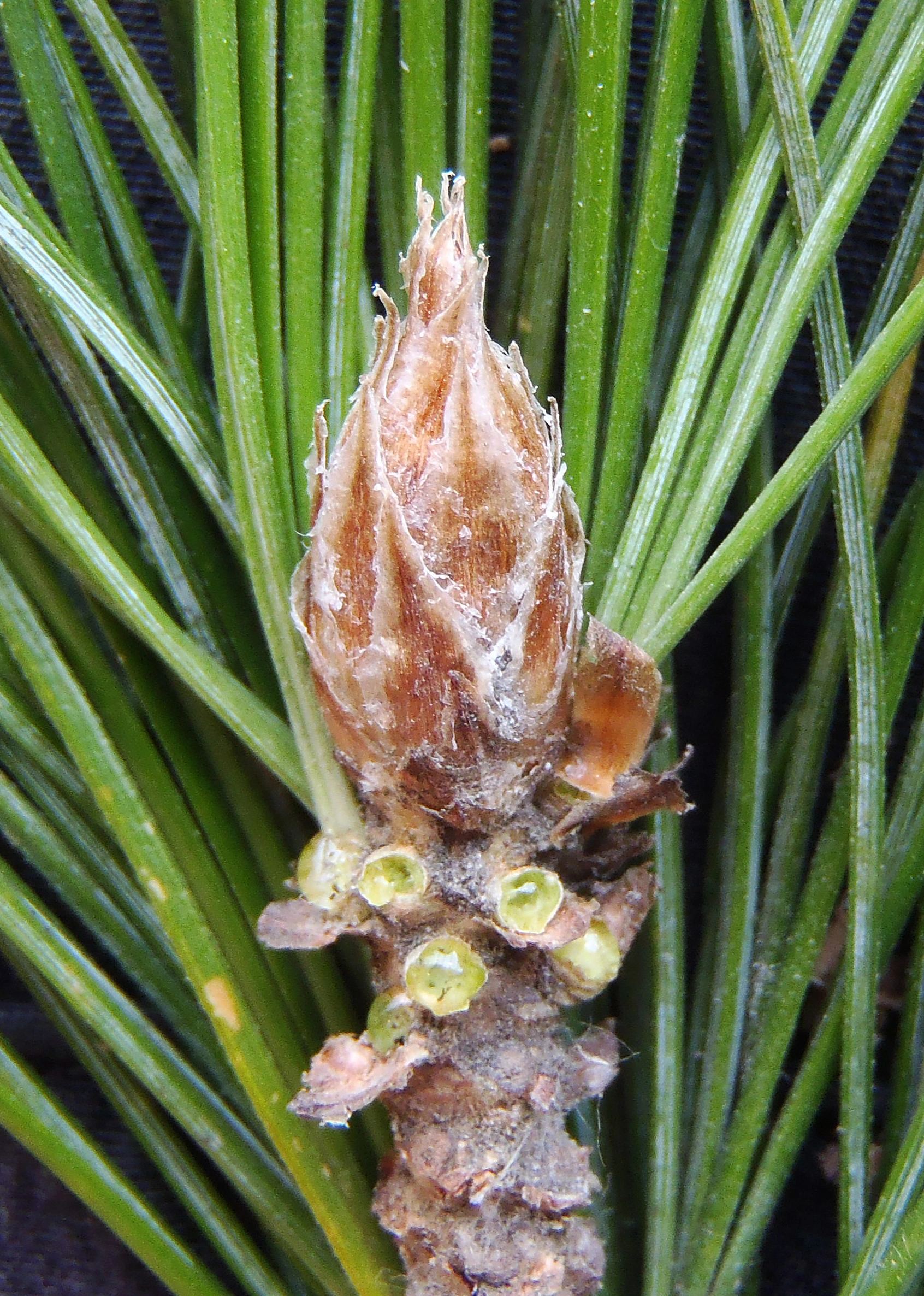 : Pinus cembra.