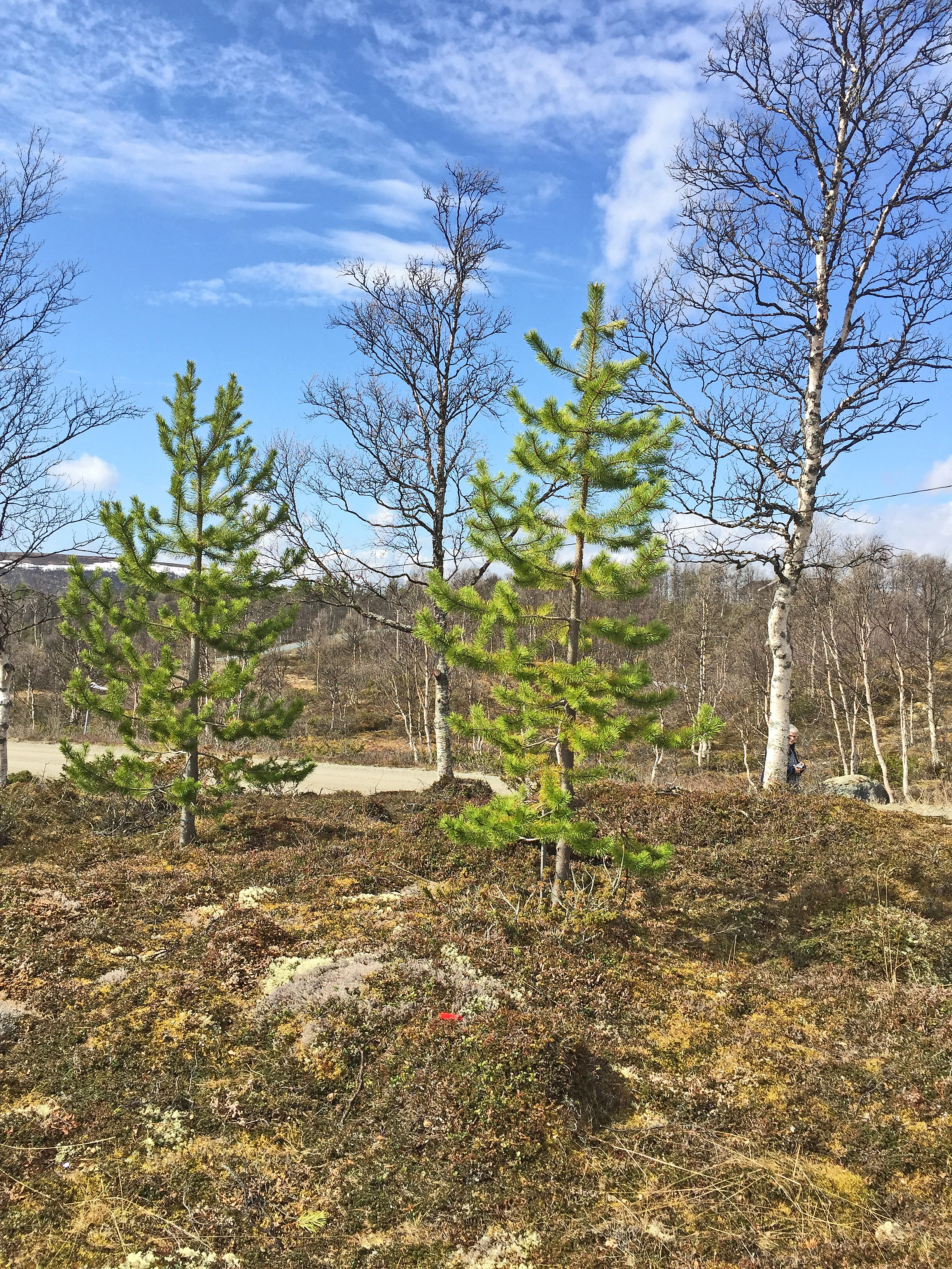 : Pinus contorta latifolia.