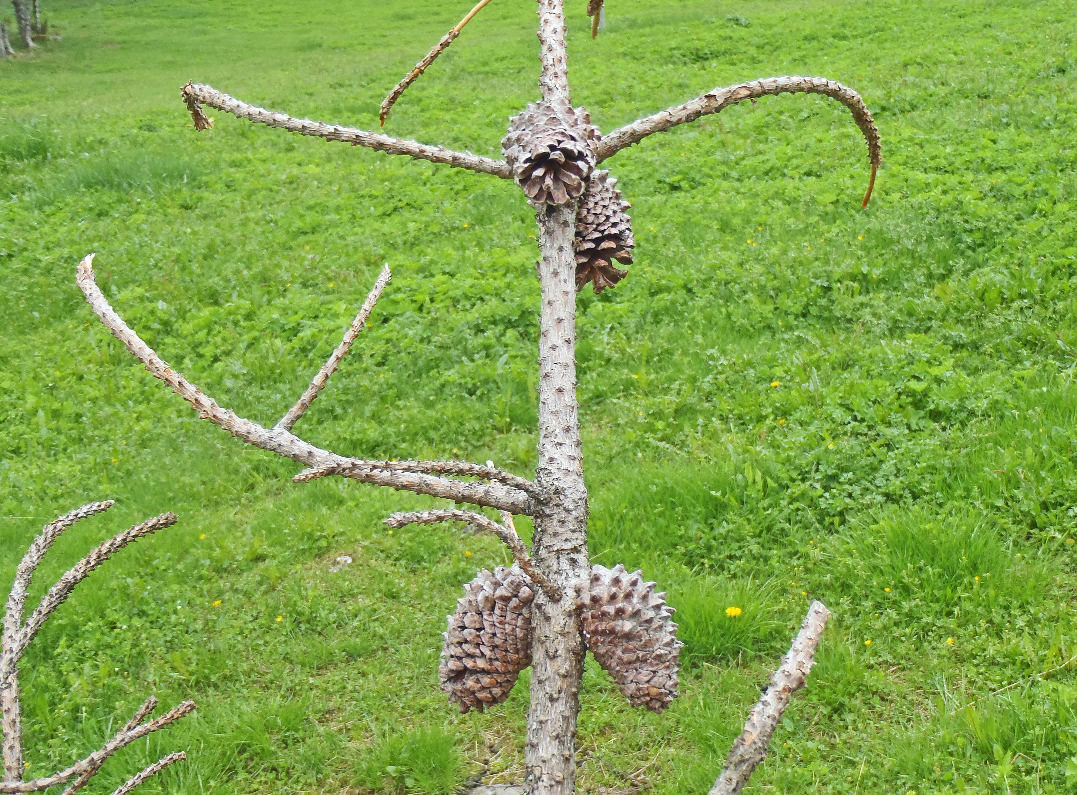 : Pinus contorta latifolia.