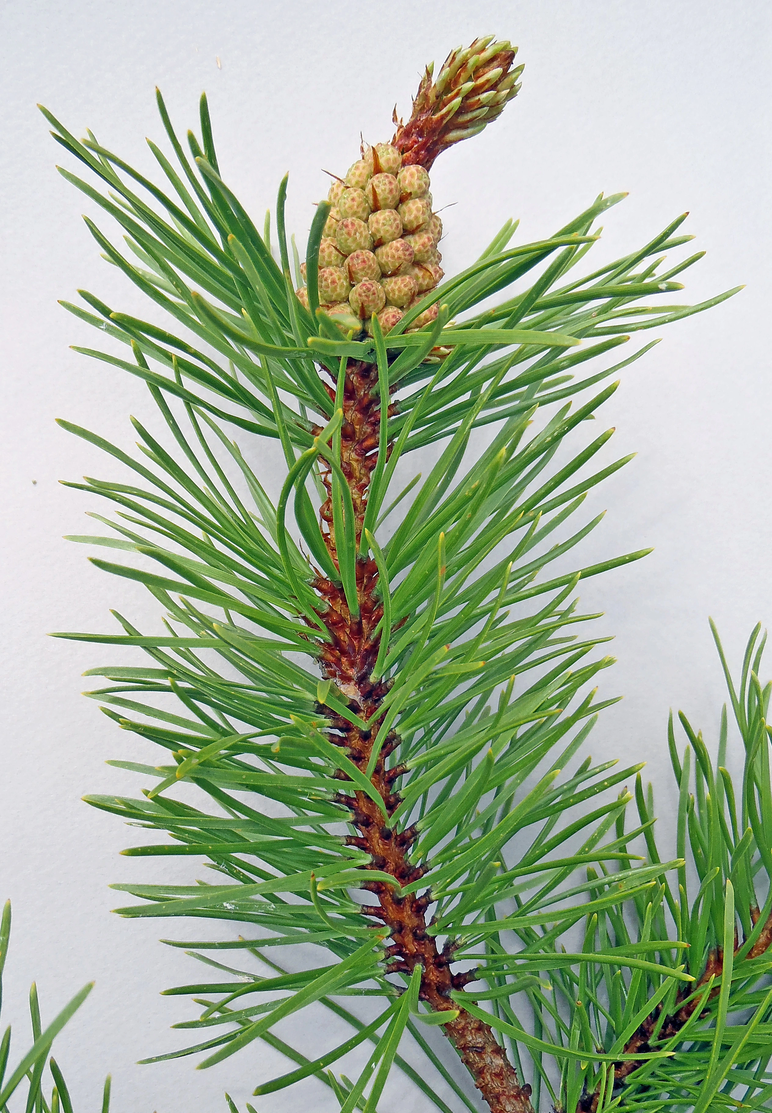 : Pinus contorta latifolia.