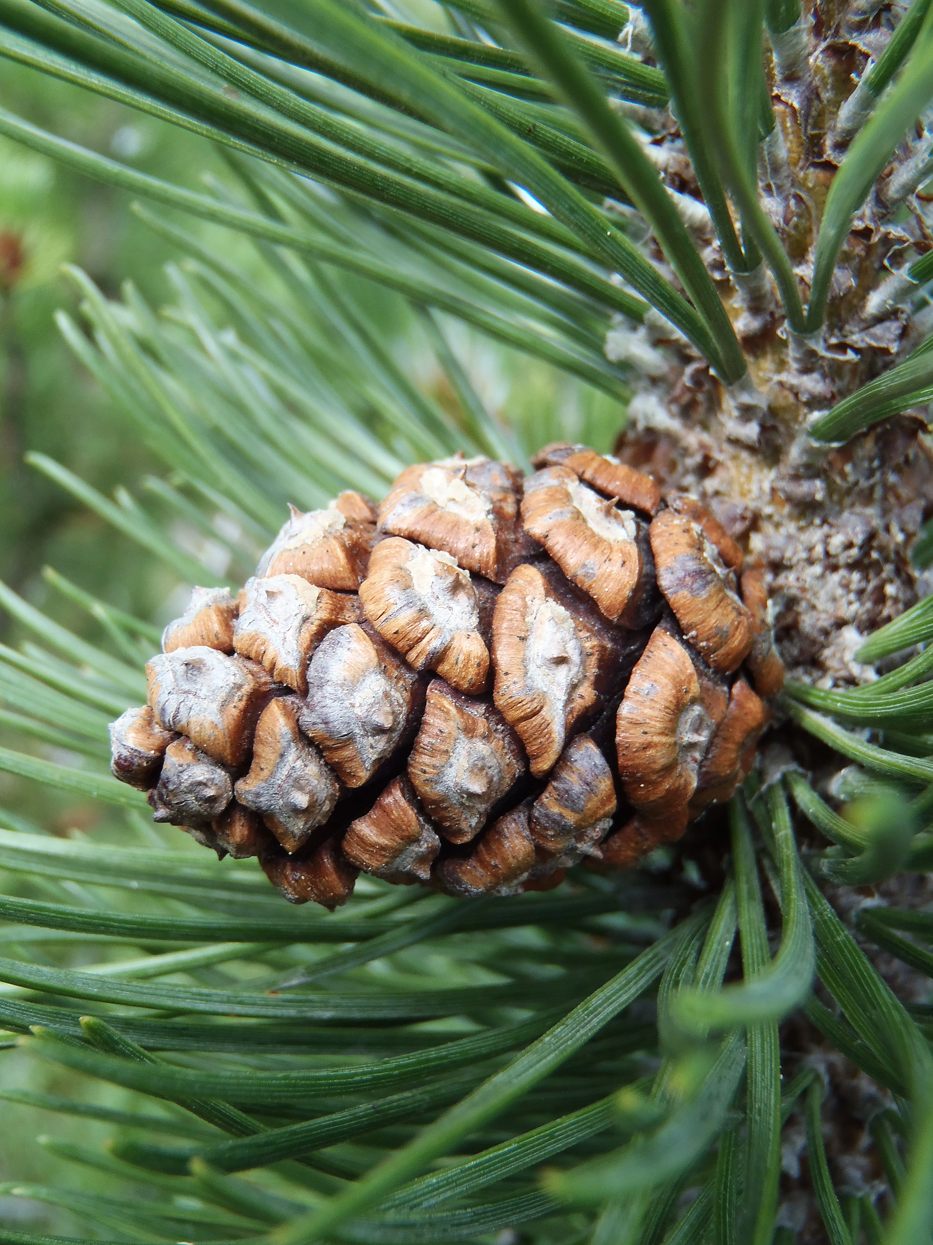 : Pinus mugo mugo.