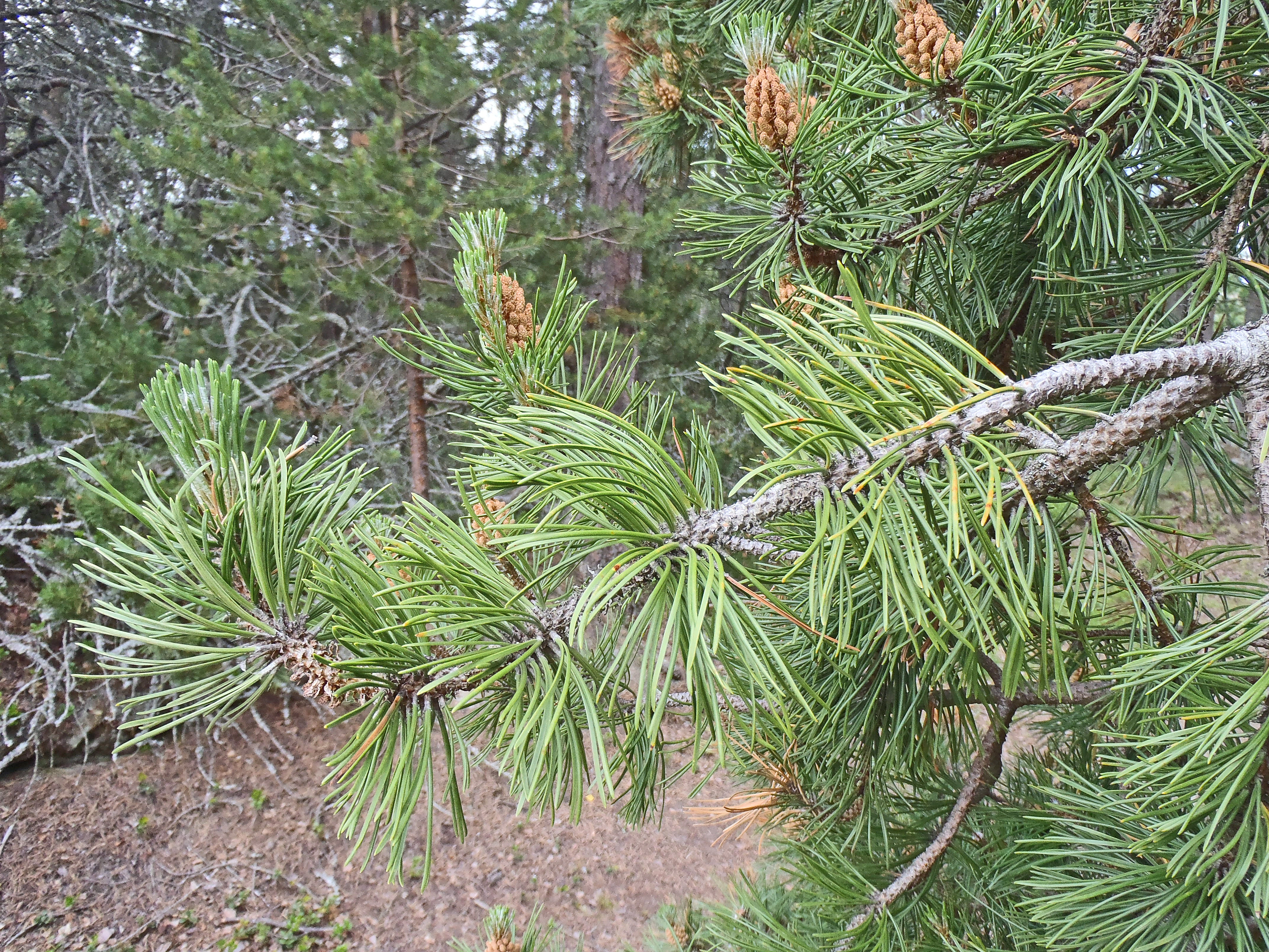 : Pinus mugo rotundata.