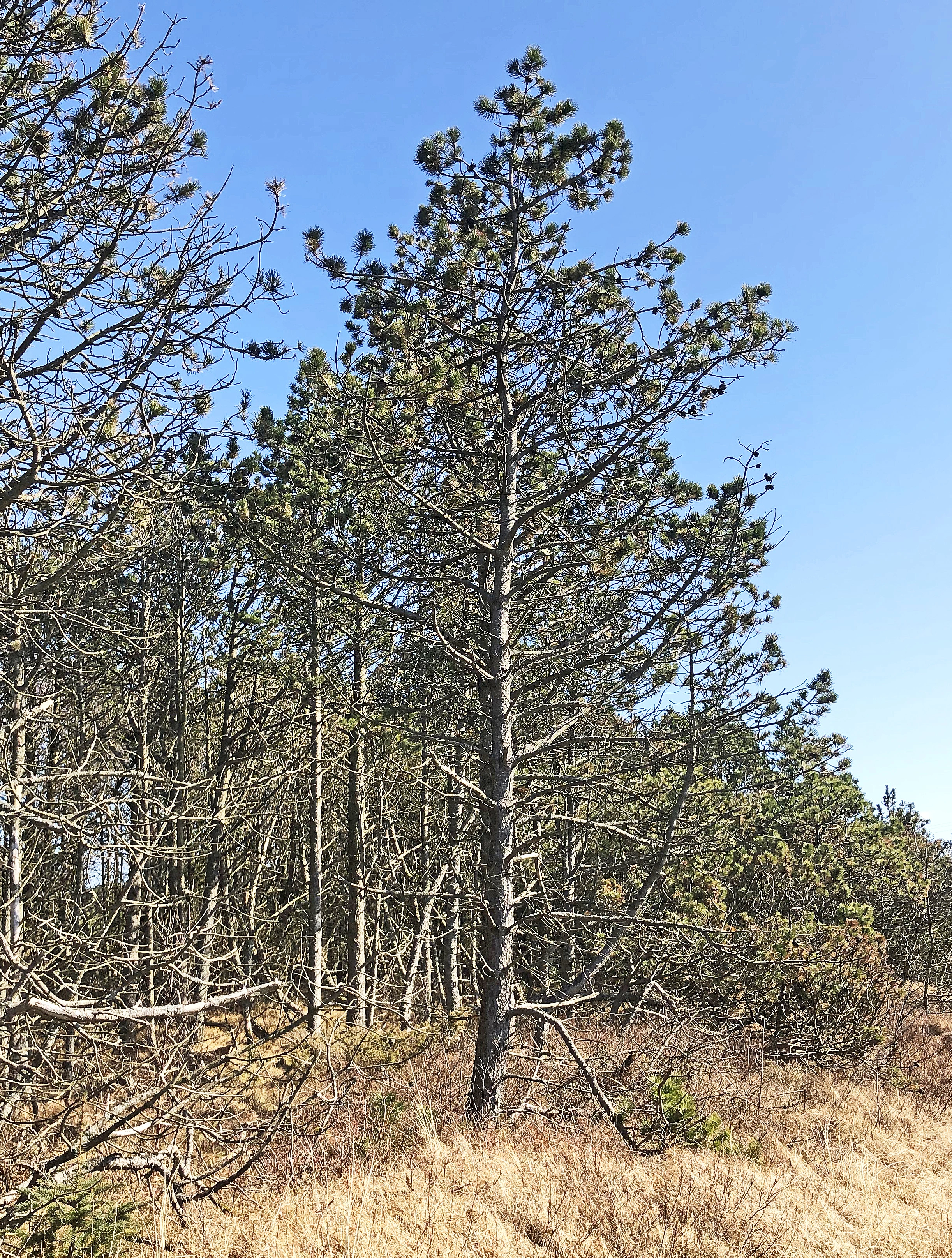 : Pinus mugo rotundata.