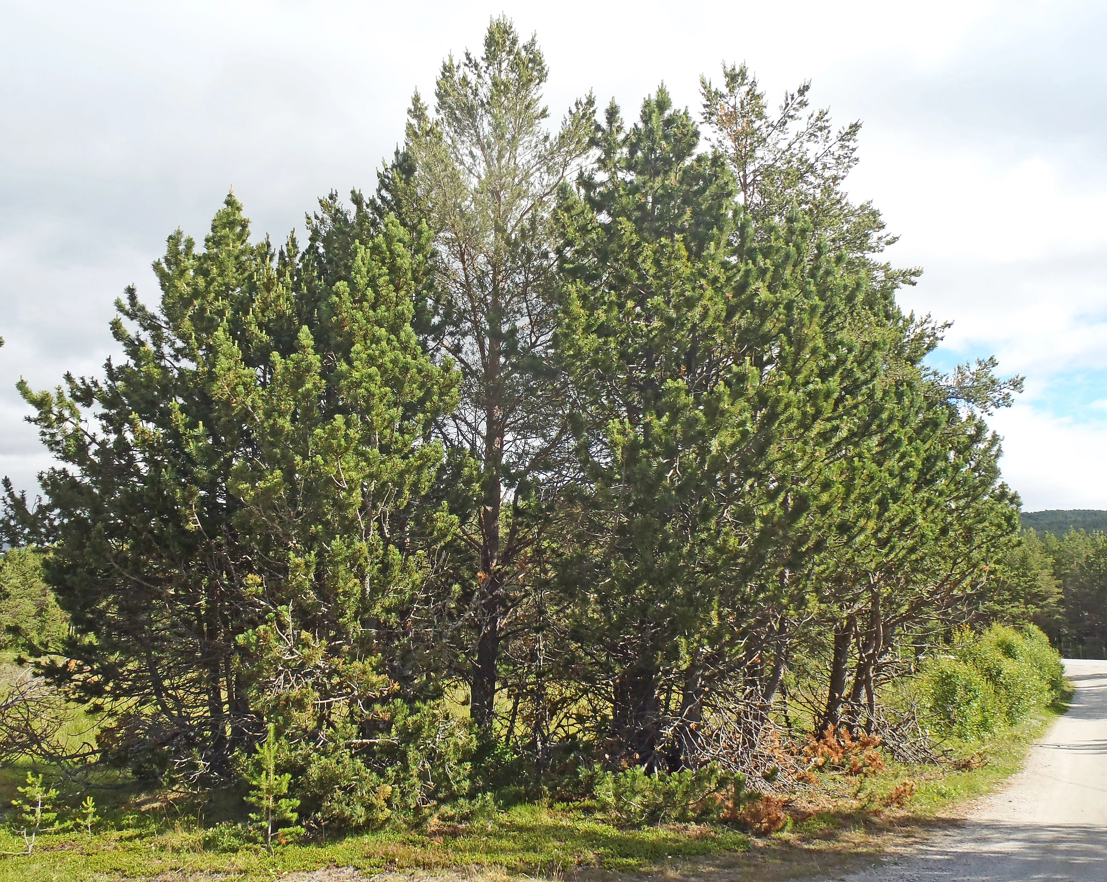 : Pinus mugo uncinata.