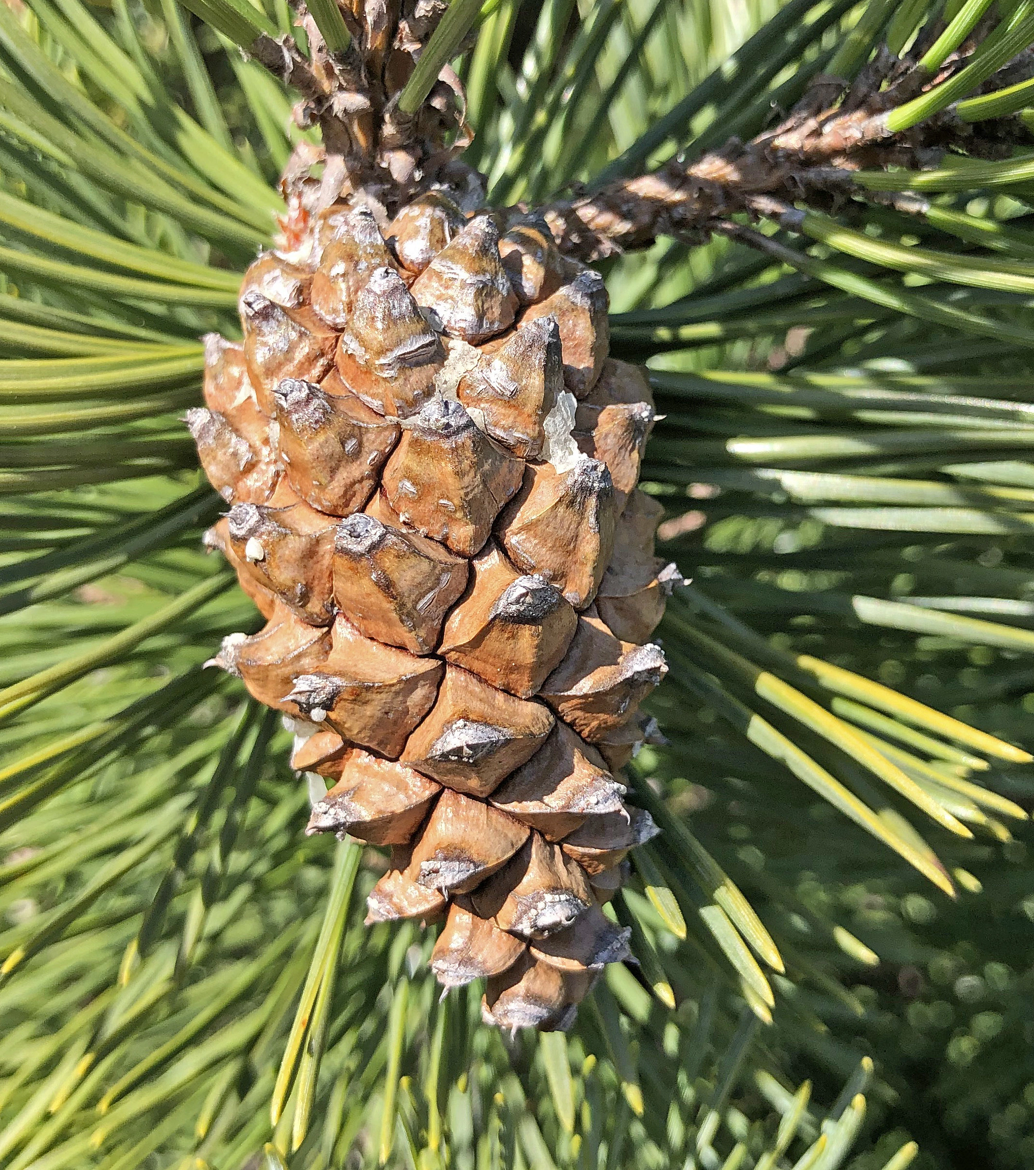 : Pinus mugo uncinata.