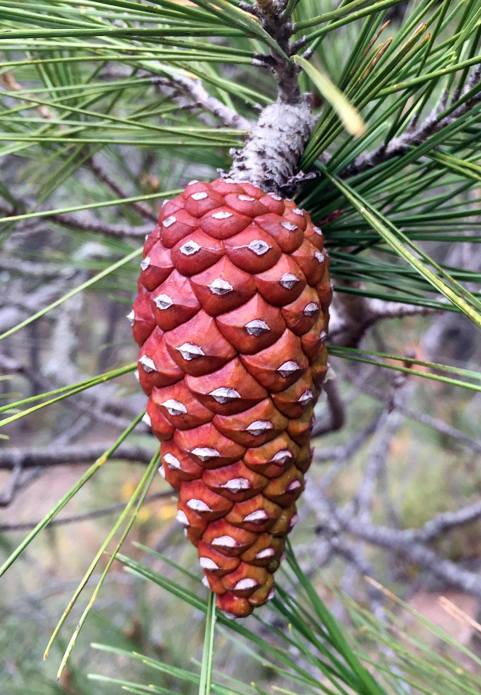 : Pinus nigra.