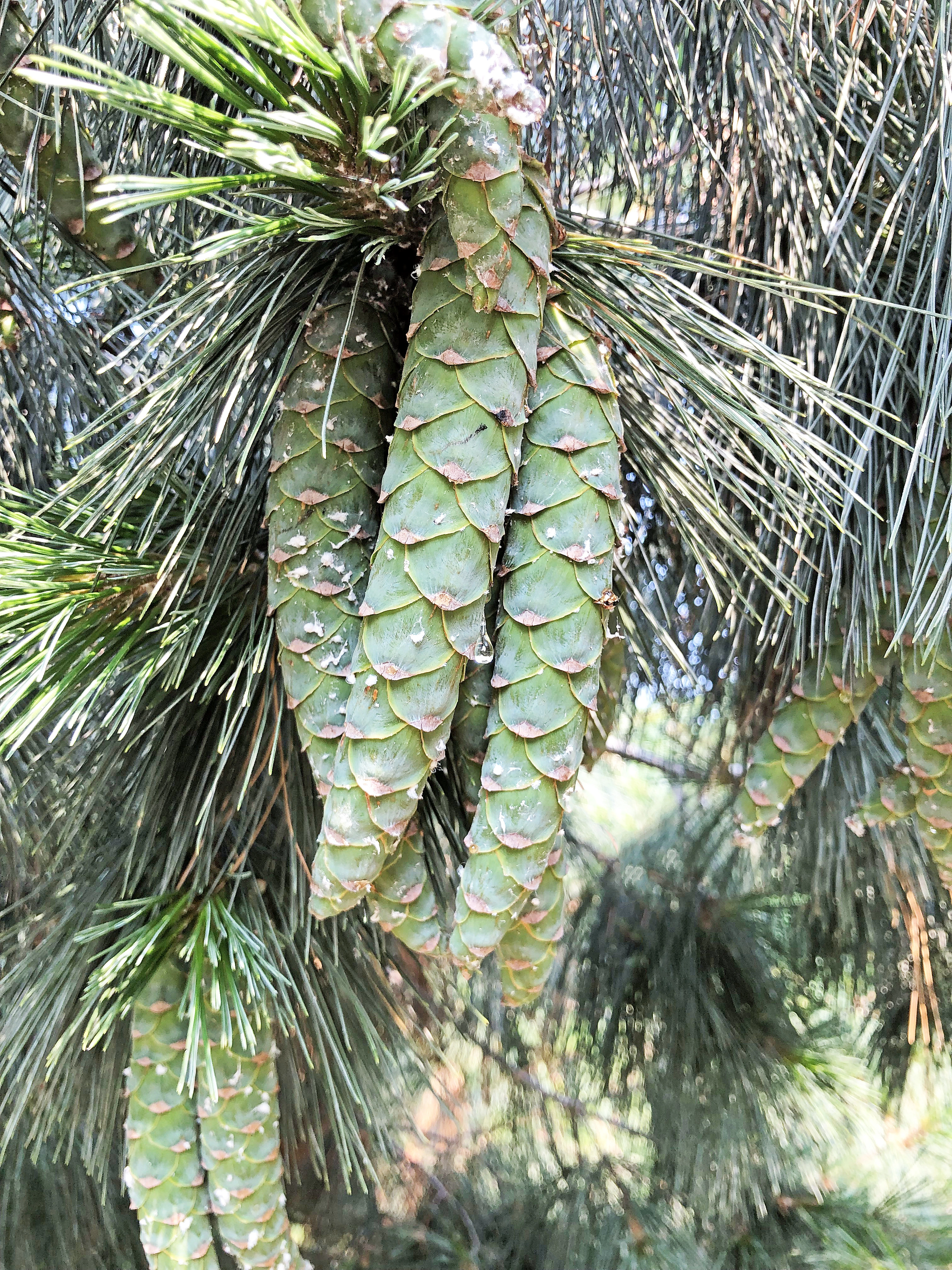 : Pinus peuce.