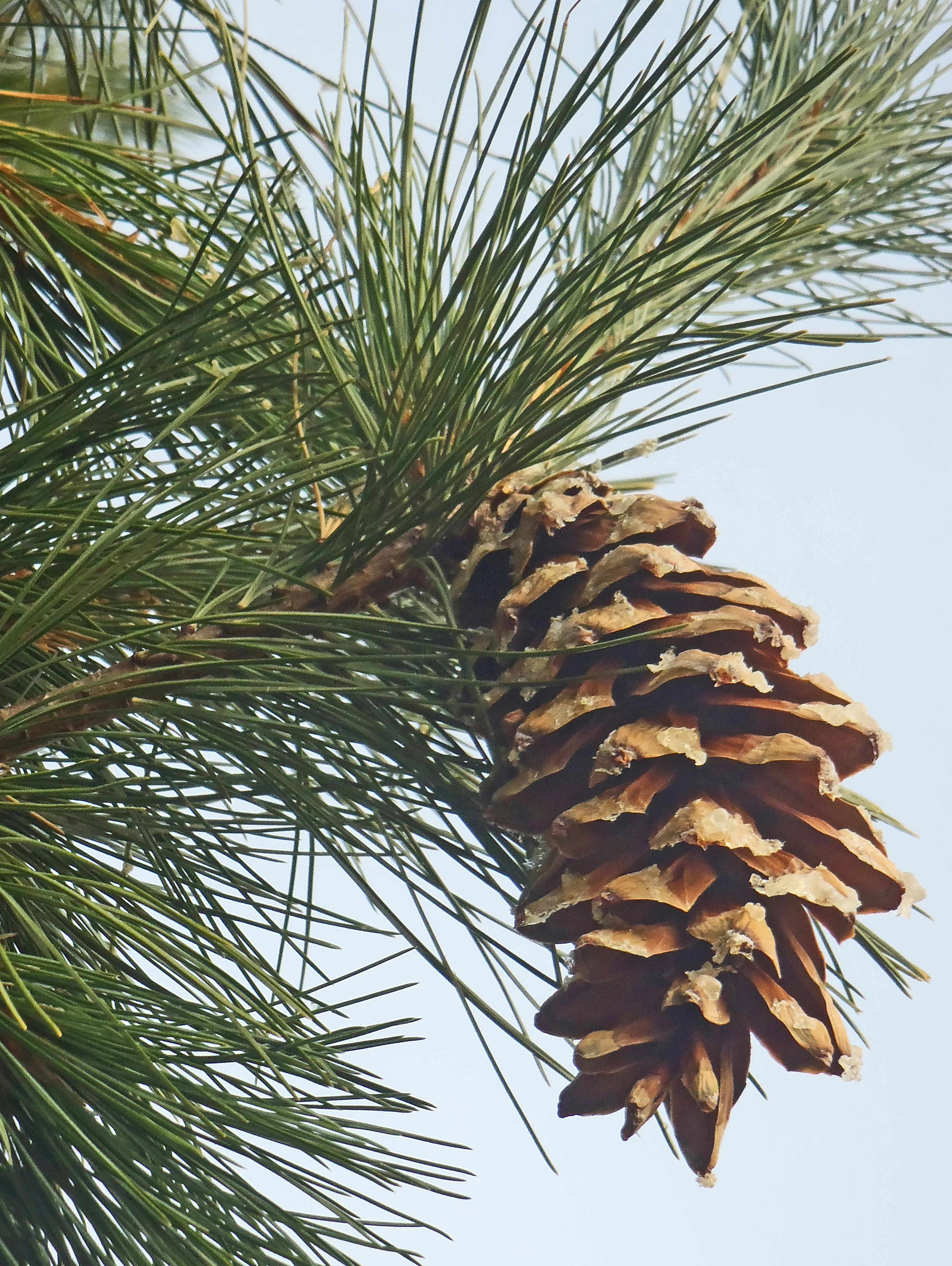 : Pinus peuce.