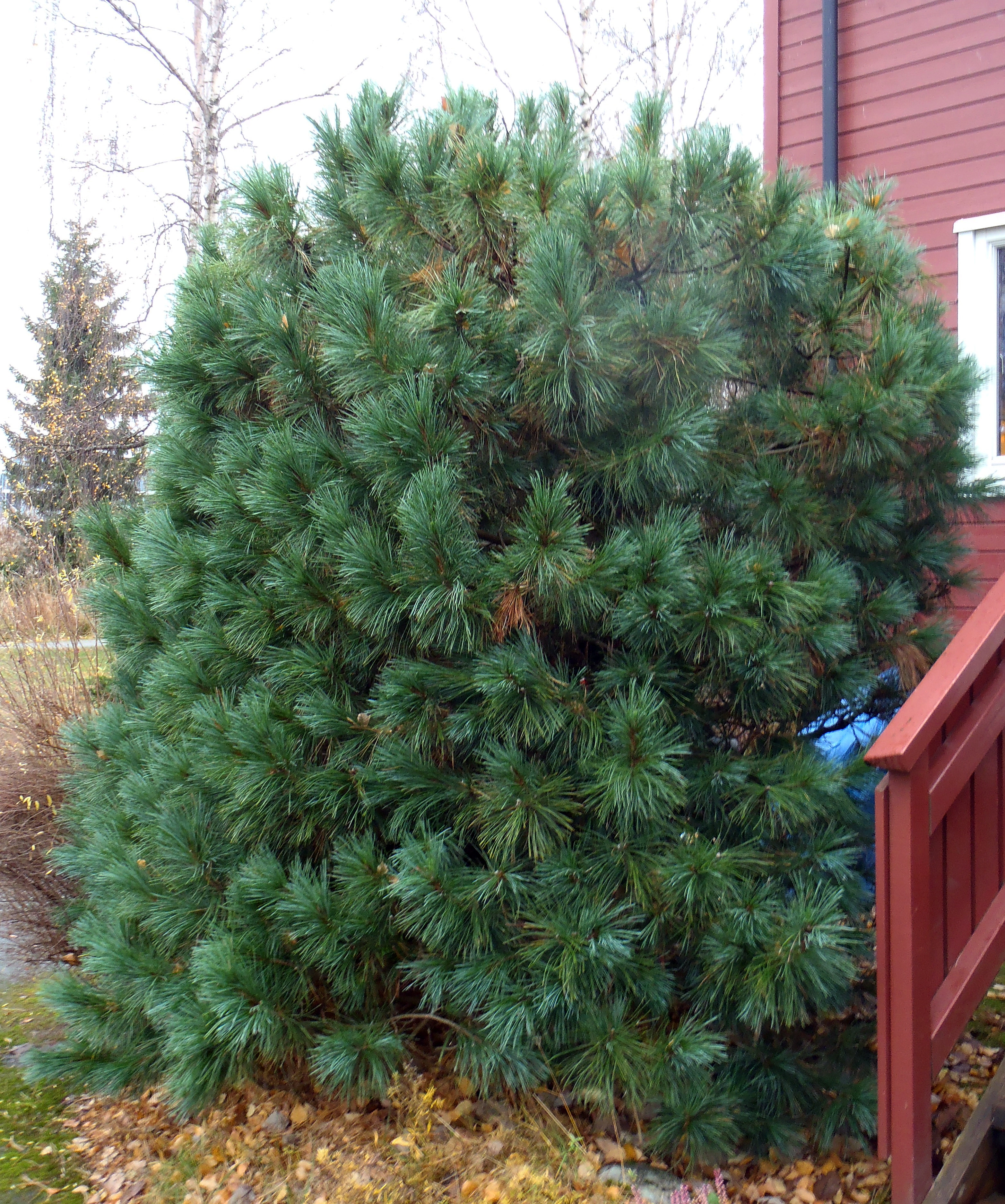 : Pinus sibirica.