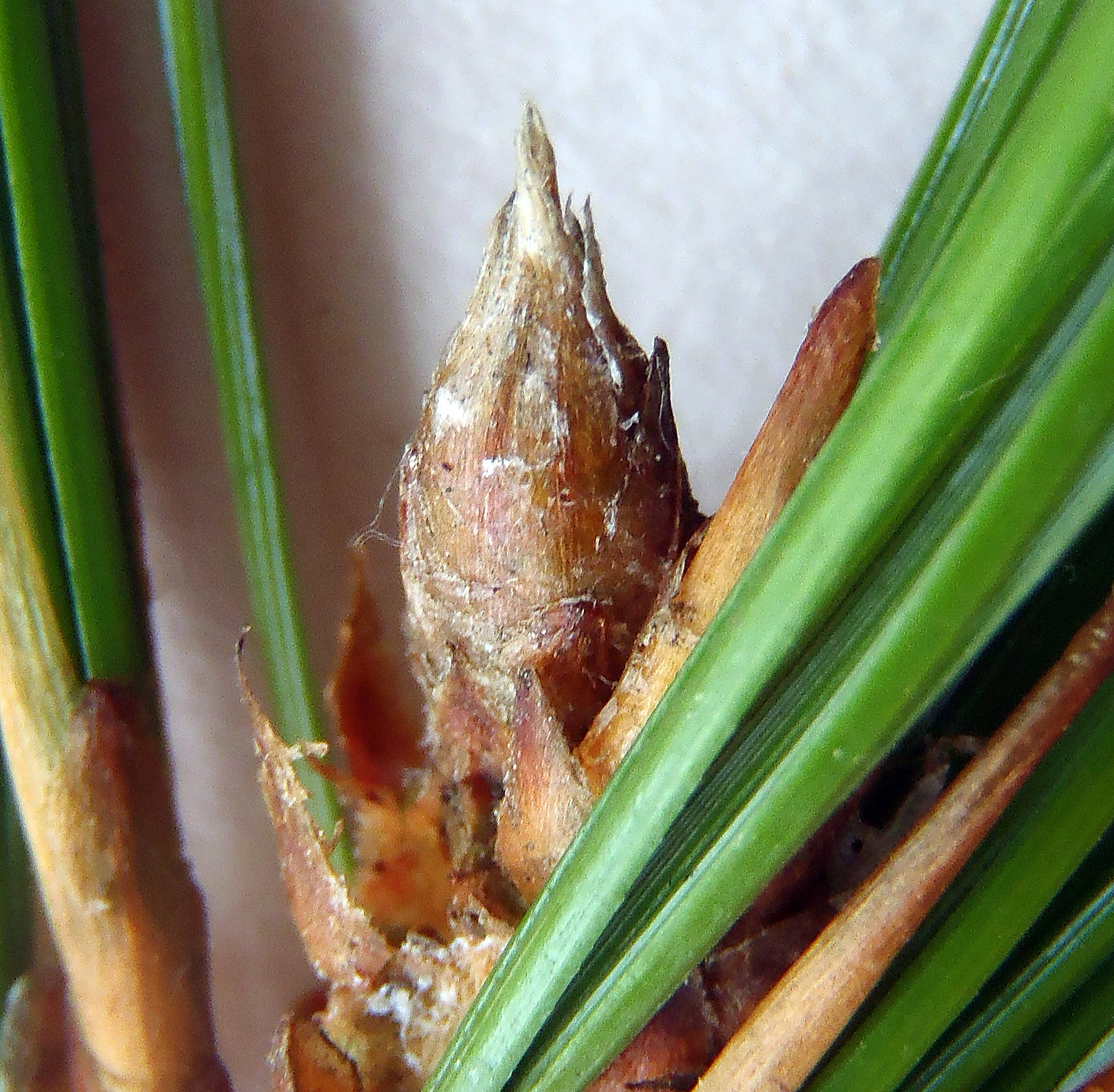 : Pinus sibirica.