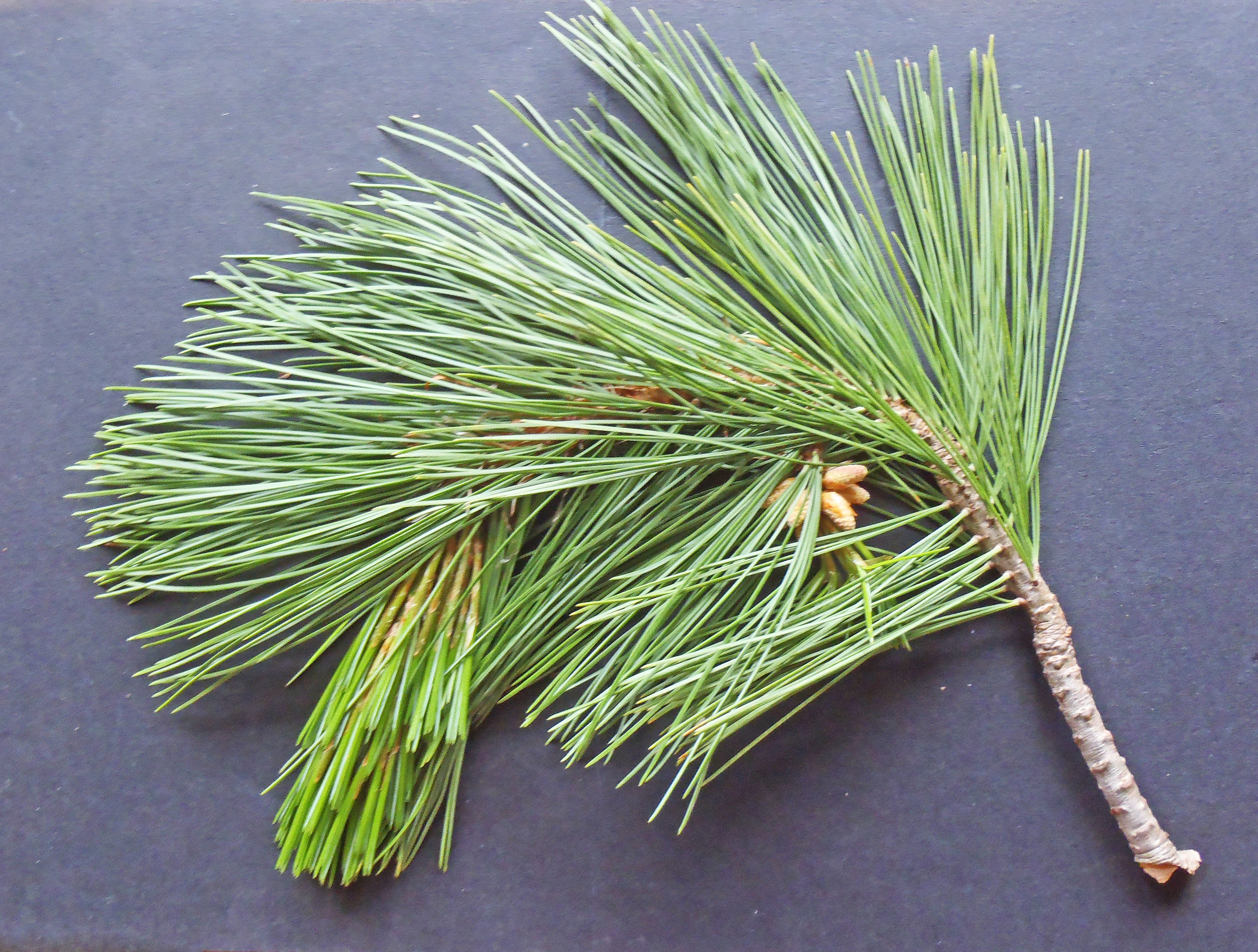 : Pinus strobus.