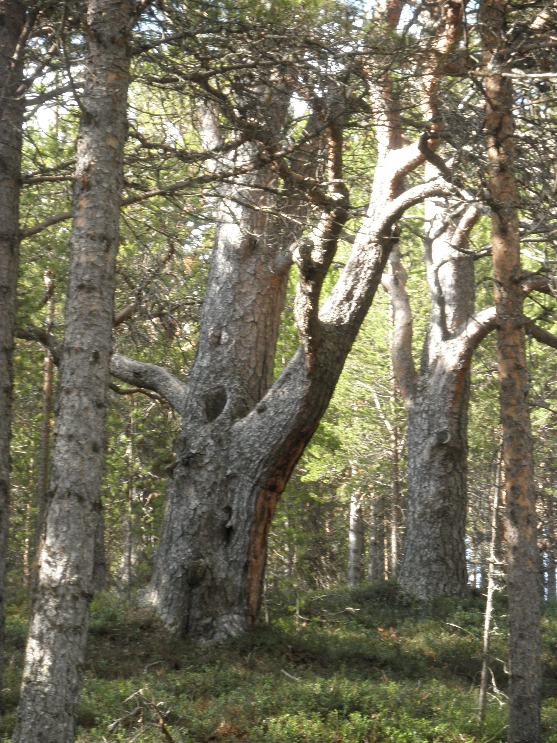 : Pinus sylvestris lapponica.