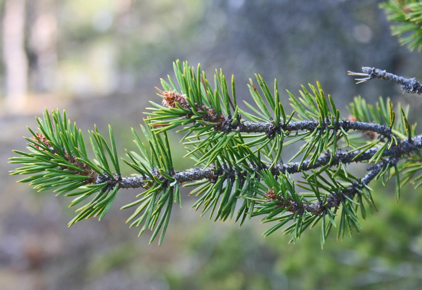 : Pinus sylvestris lapponica.