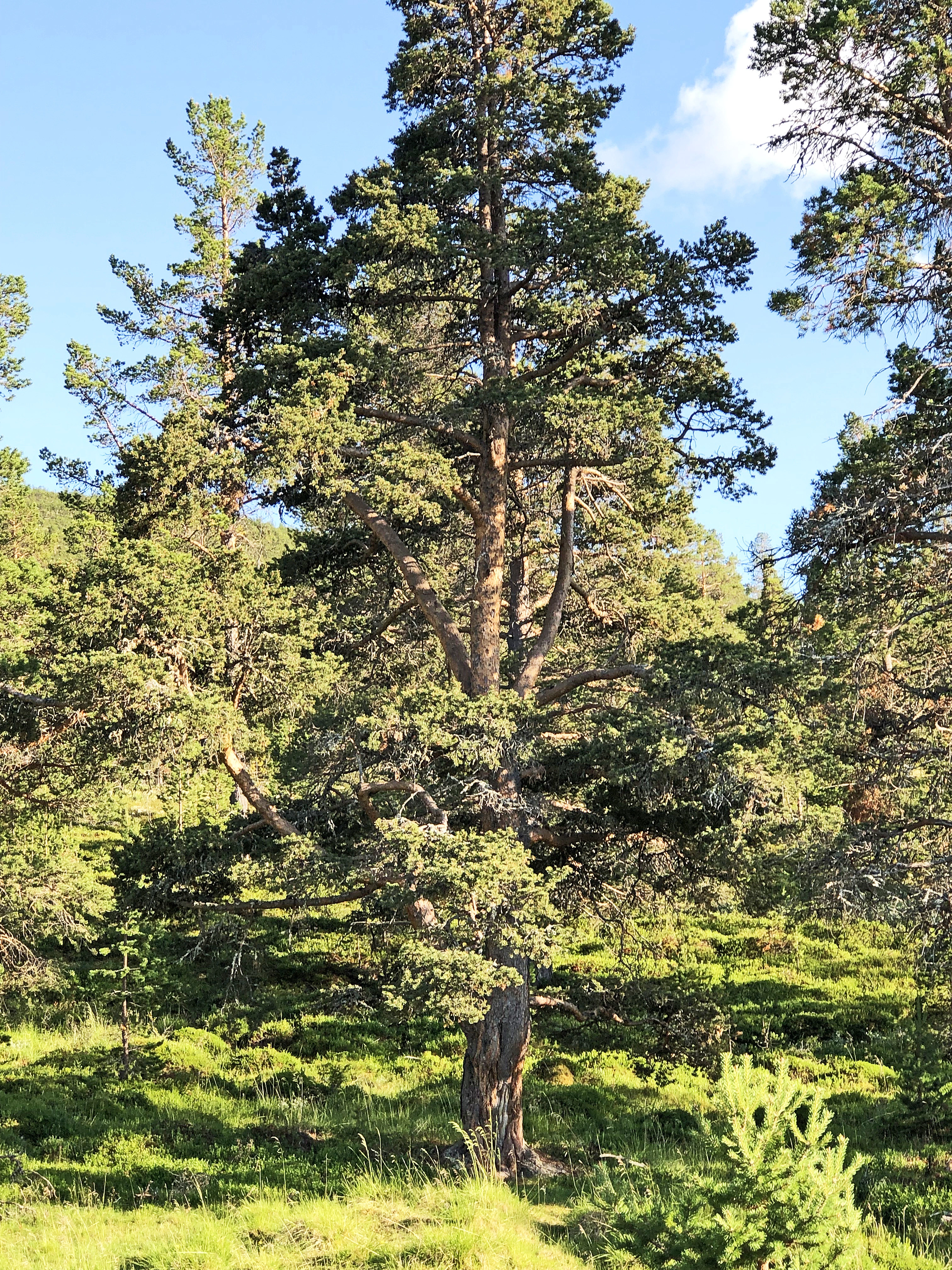 : Pinus sylvestris lapponica.