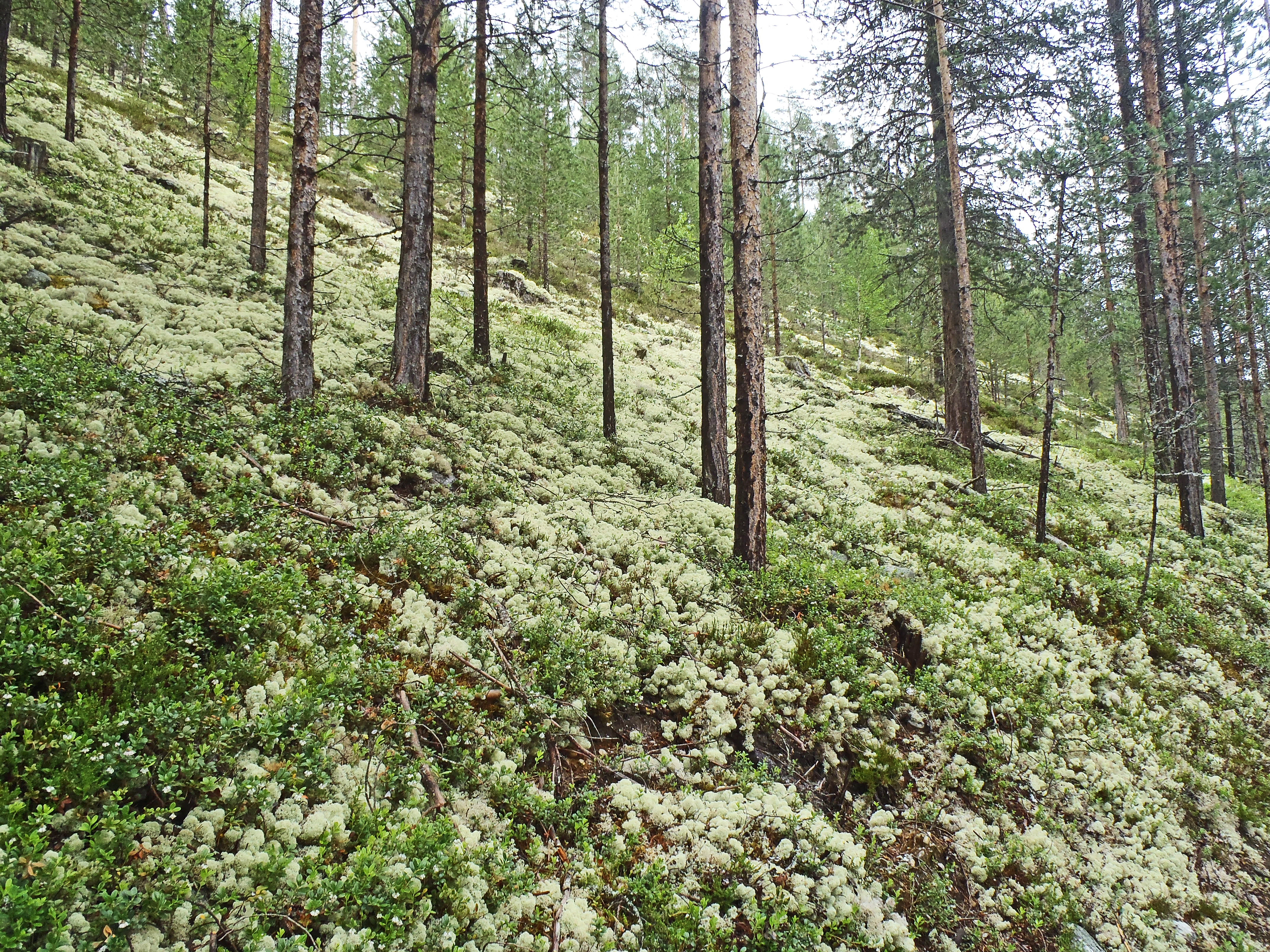 : Pinus sylvestris.