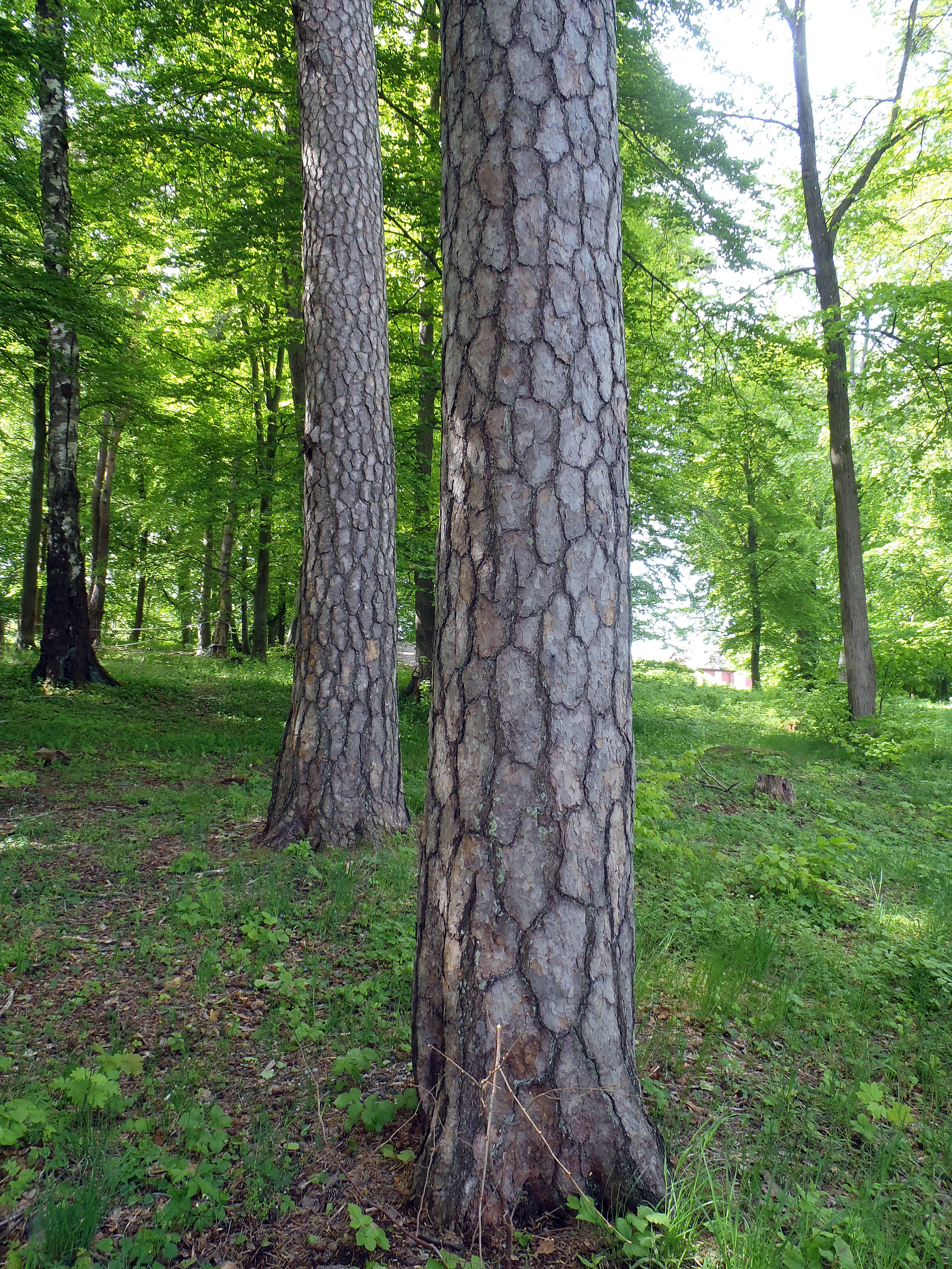 : Pinus sylvestris sylvestris.