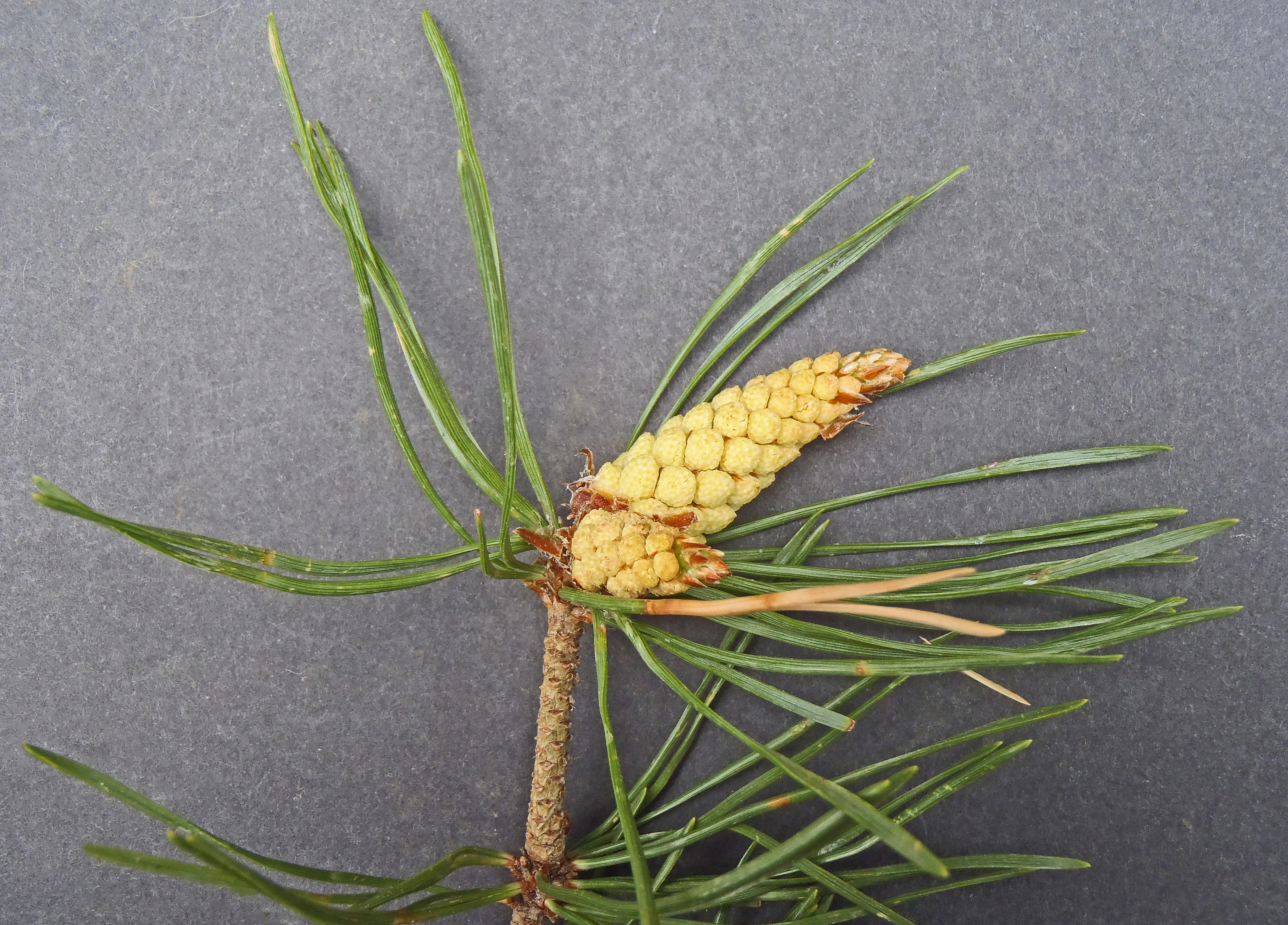 : Pinus sylvestris sylvestris.